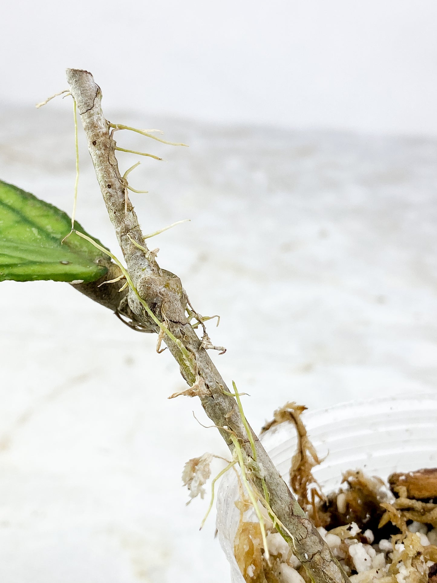 Hoya tanggamus Rooted 1 huge leaf (8" long)