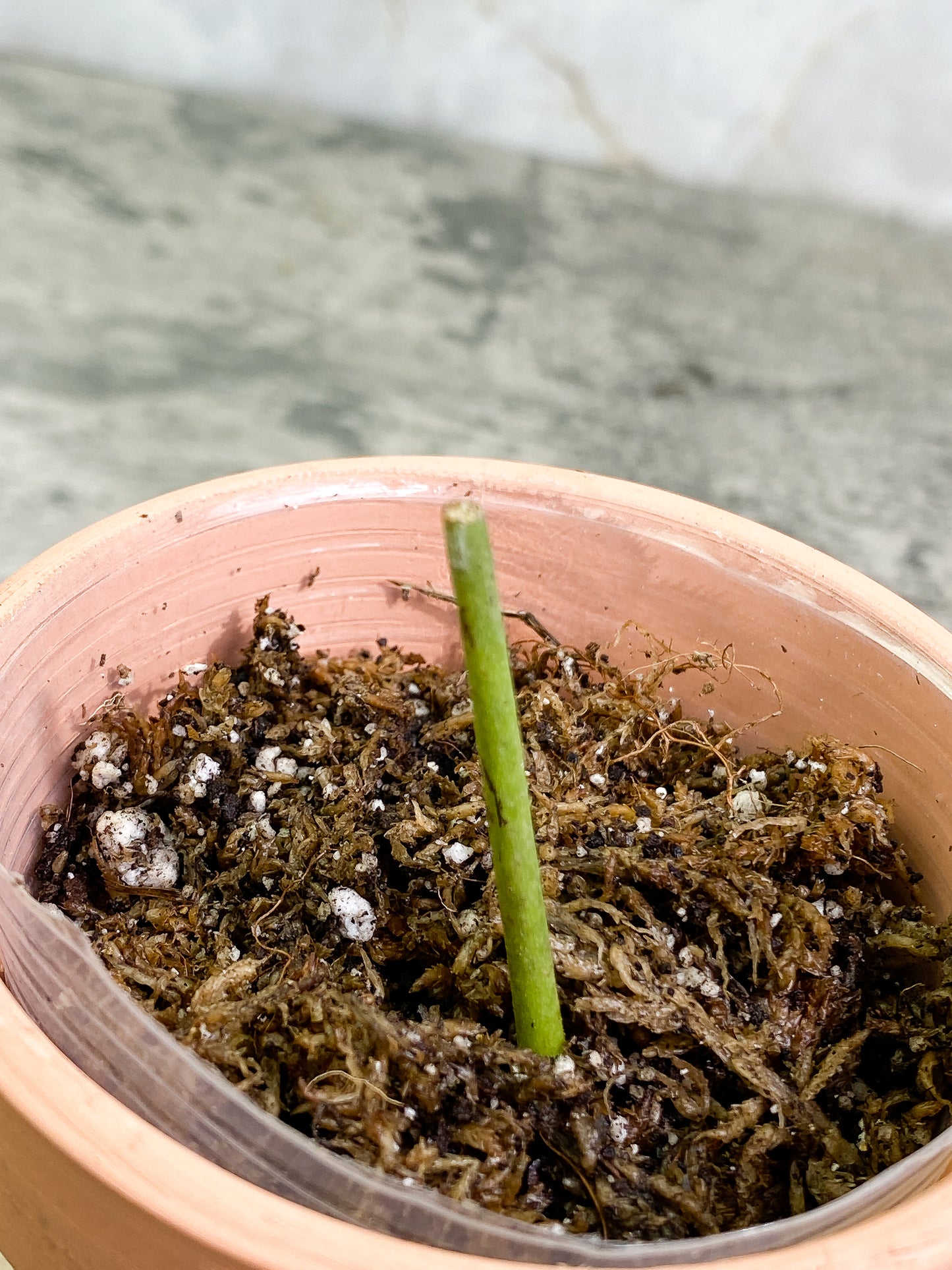 Grower Choice: Amydrium Silver Rooted double node