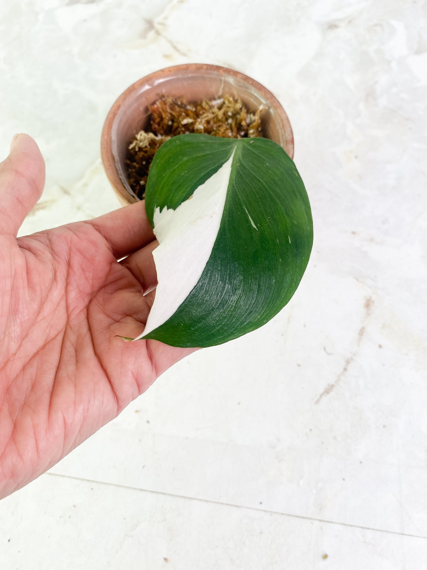 Philodendron white knight high variegation 1 leaf Slightly Rooted