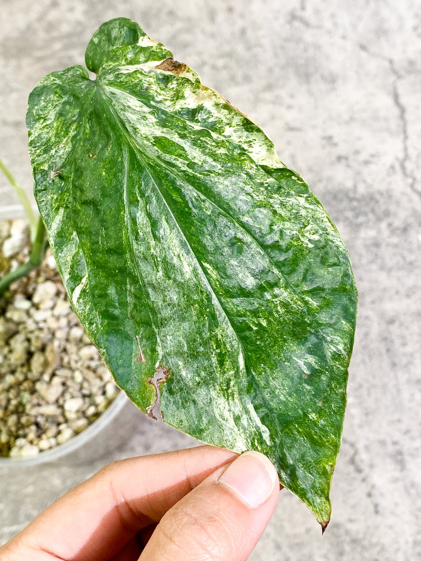Amydrium medium Variegated 3 leaves, 3 sprouts fully rooted