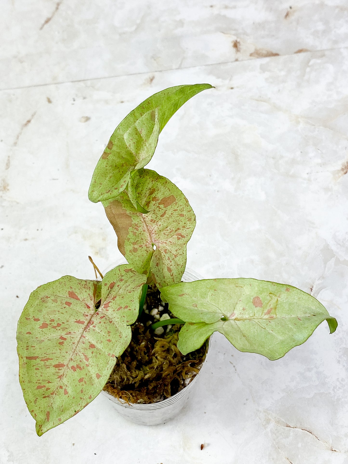 Syngonium Milk Confetti Rooted