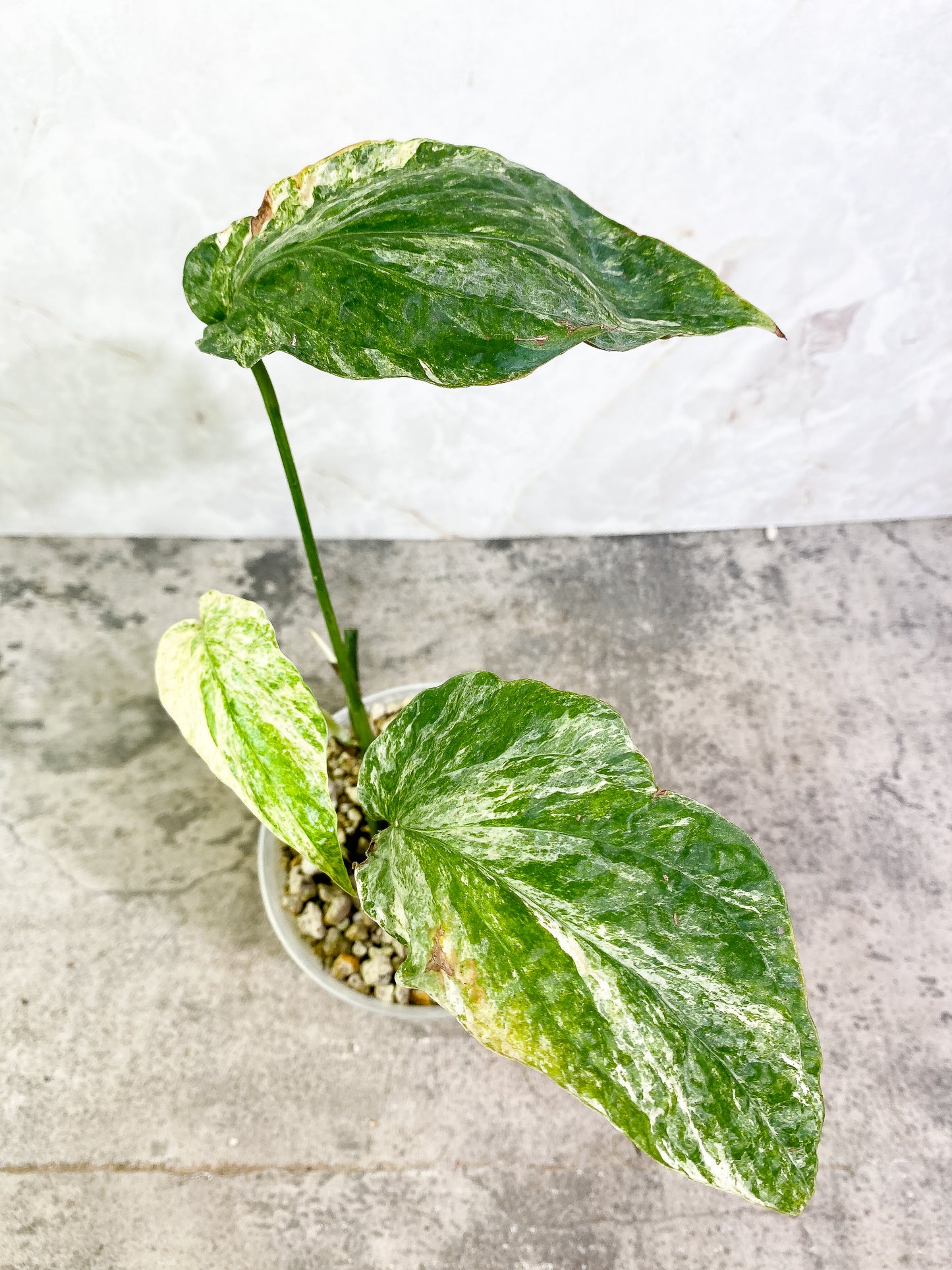 Amydrium medium Variegated 3 leaves, 3 sprouts fully rooted