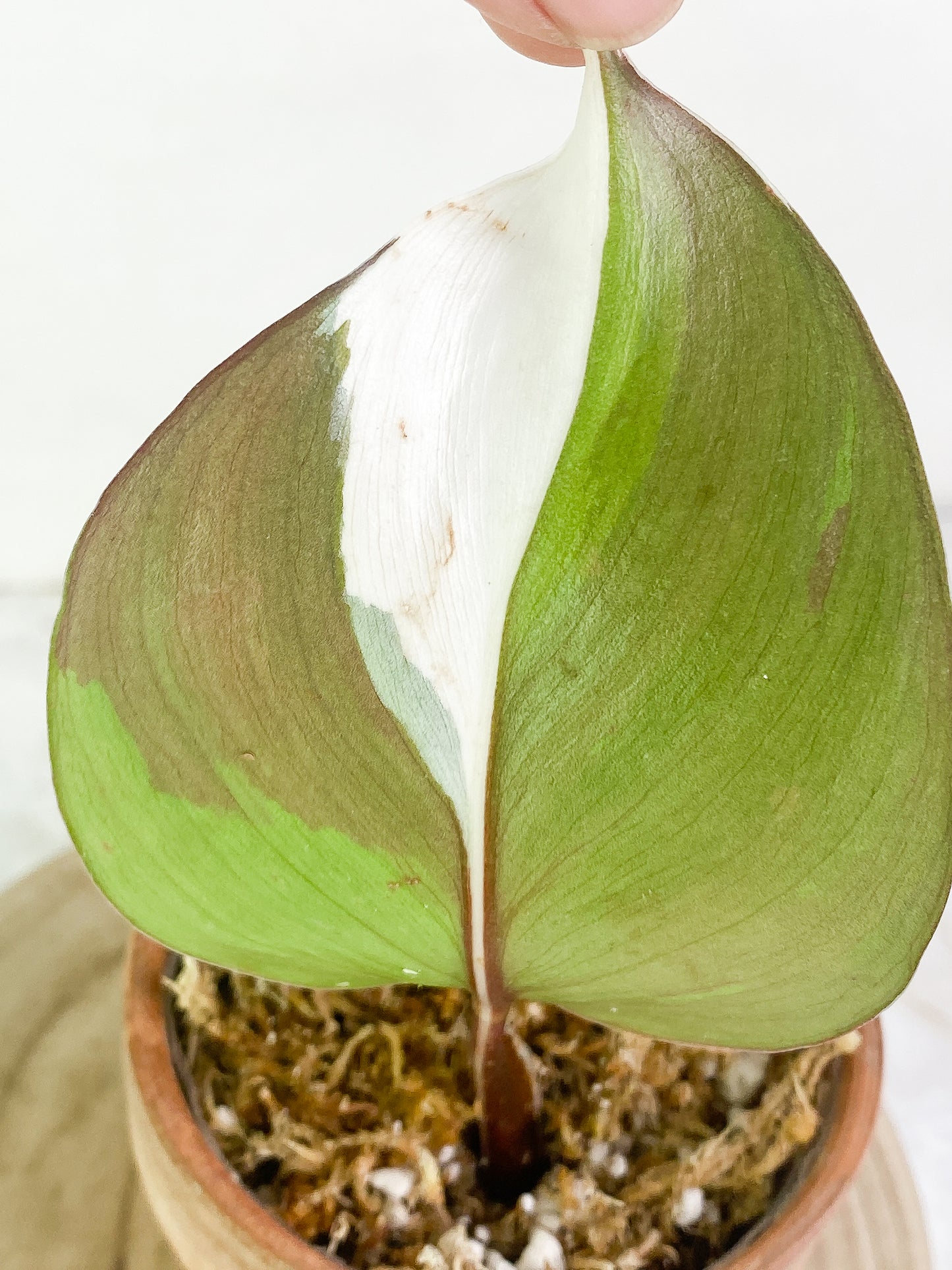Philodendron white knight tricolor high variegation 1 leaf rooting