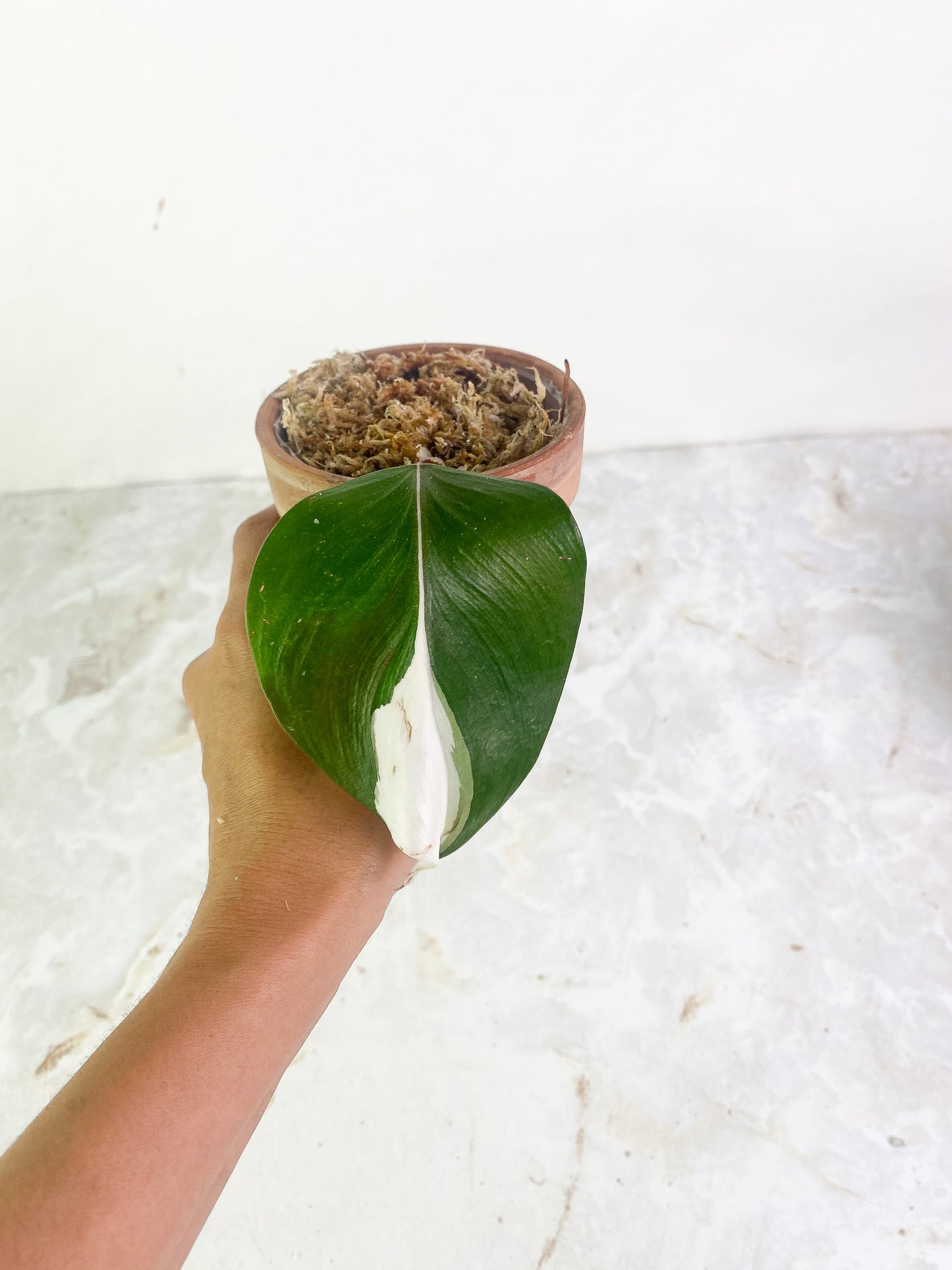 Philodendron white knight tricolor high variegation 1 leaf rooting