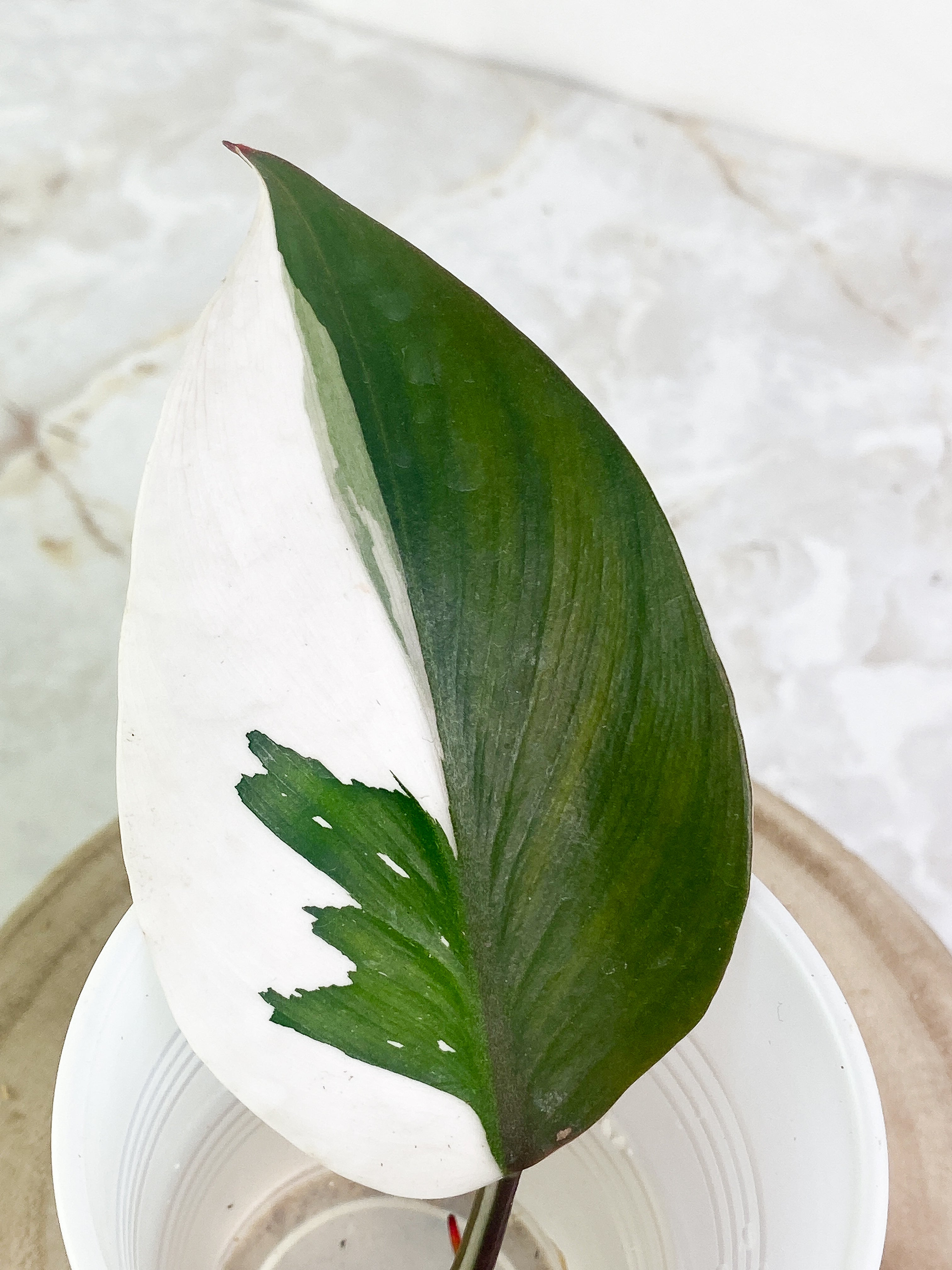 Philodendron white knight tricolor 1 leaf half moon Rooting