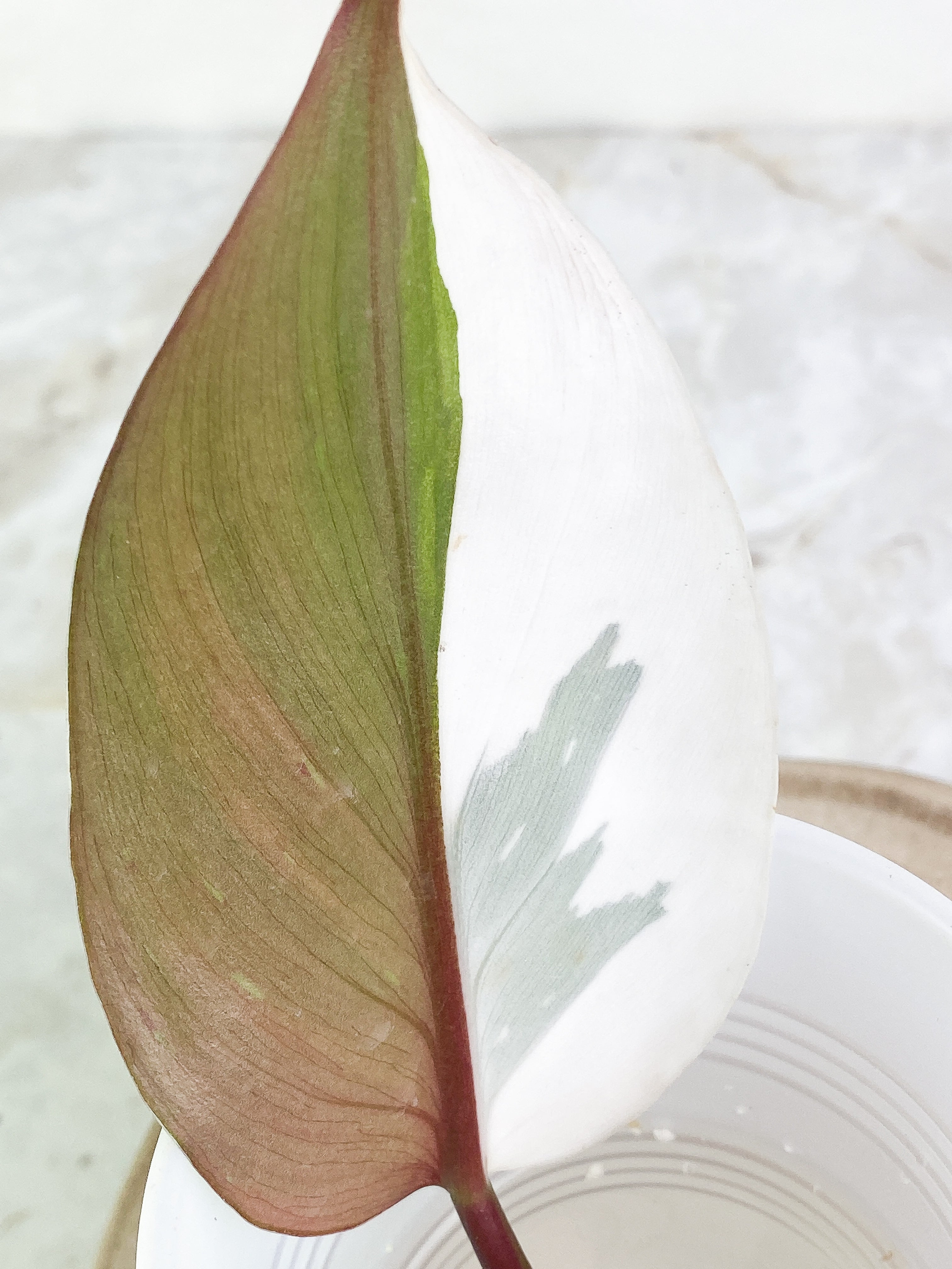Philodendron white knight tricolor 1 leaf half moon Rooting