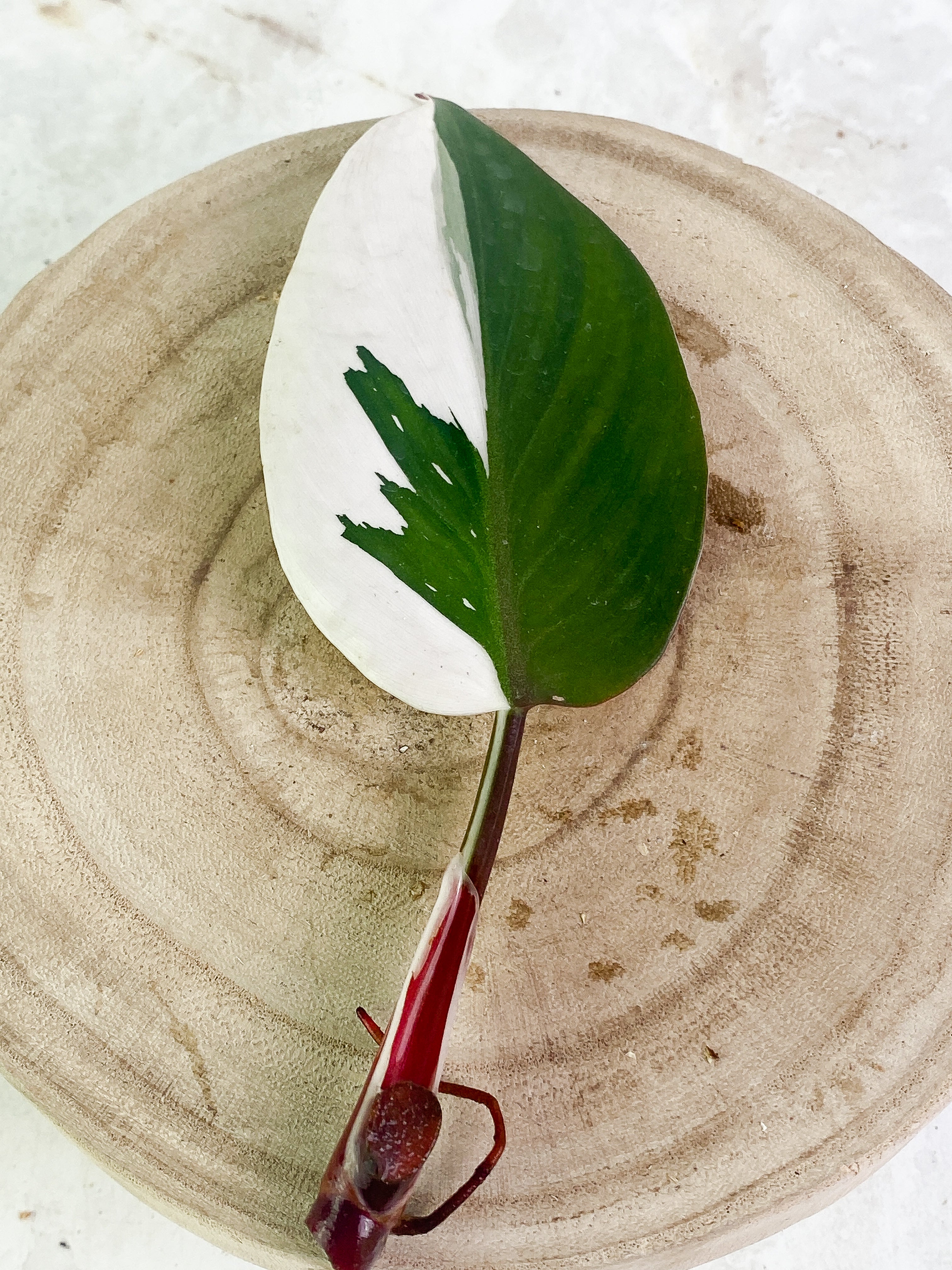 Philodendron white knight tricolor 1 leaf half moon Rooting