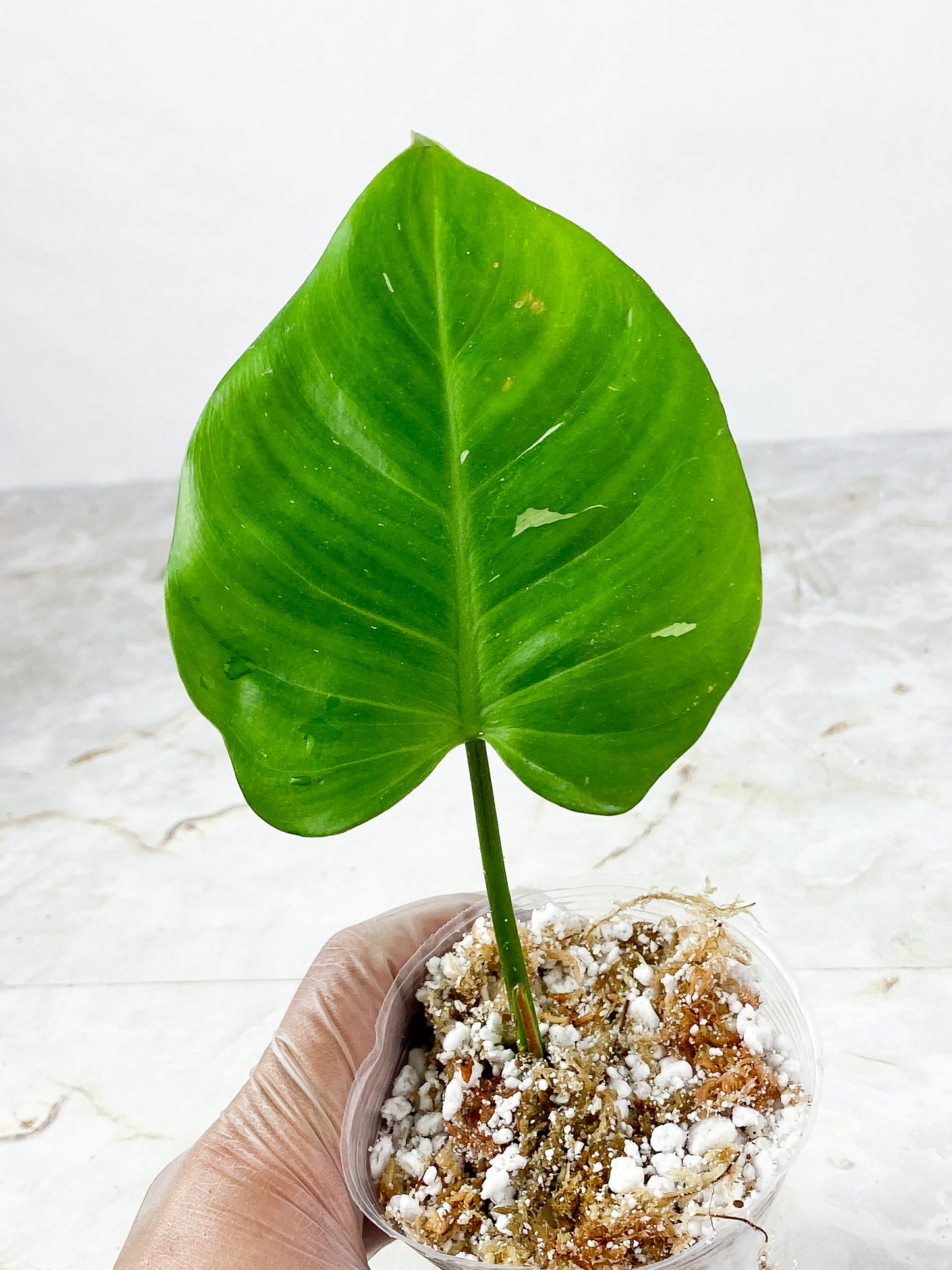 Philodendron white princess Rooted 1 6" leaf