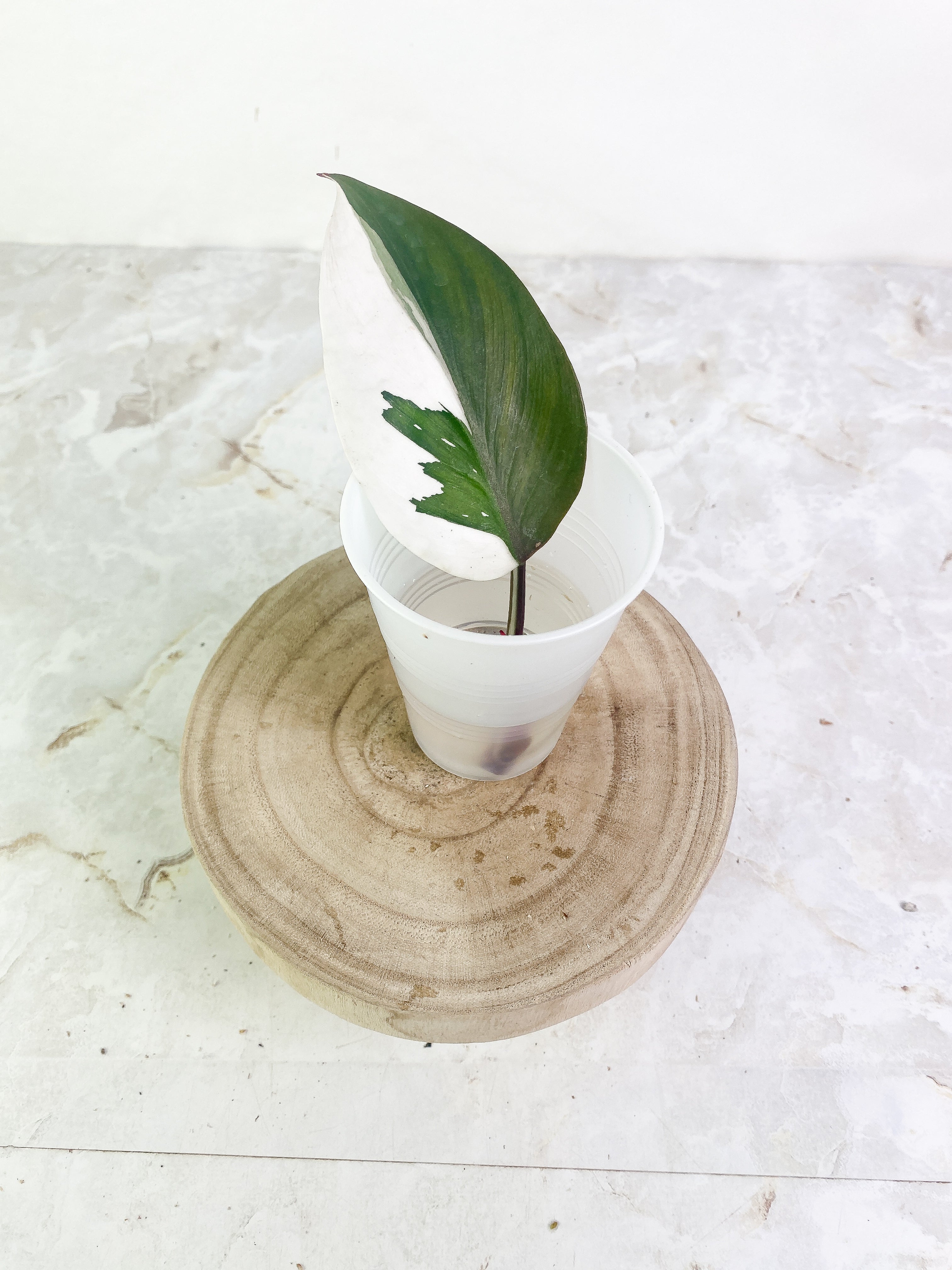 Philodendron white knight tricolor 1 leaf half moon Rooting