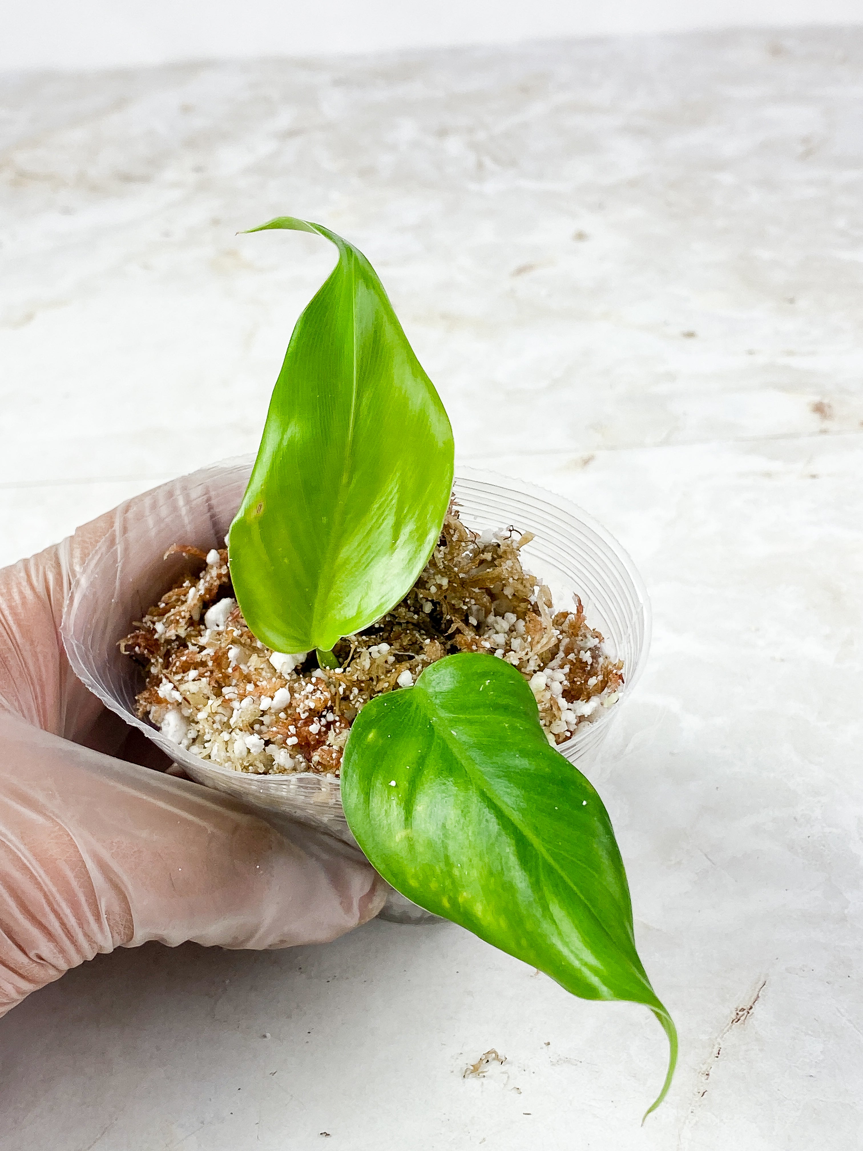 Philodendron white princess Rooting 2 leaves Top Cutting