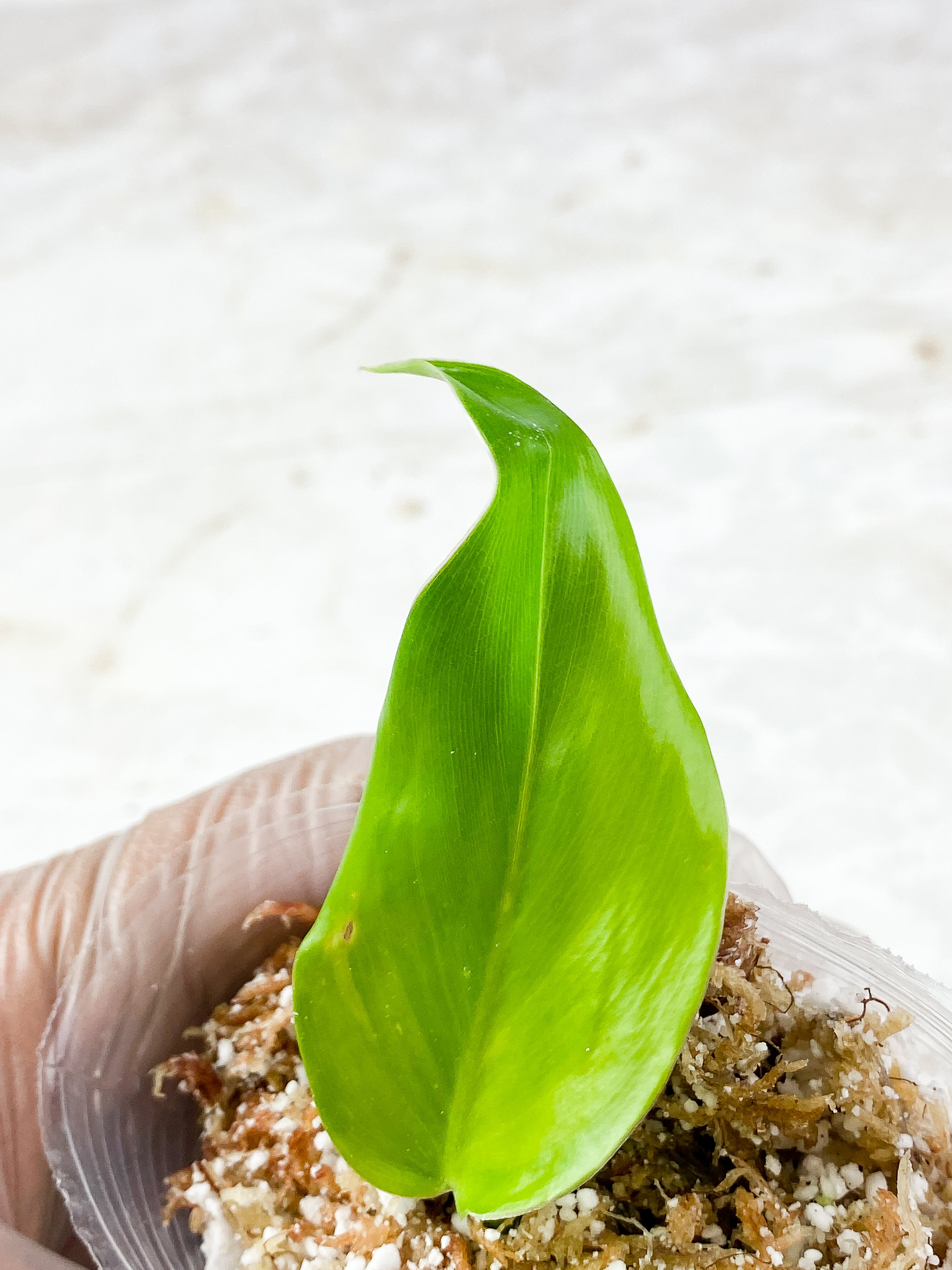 Philodendron white princess Rooting 2 leaves Top Cutting