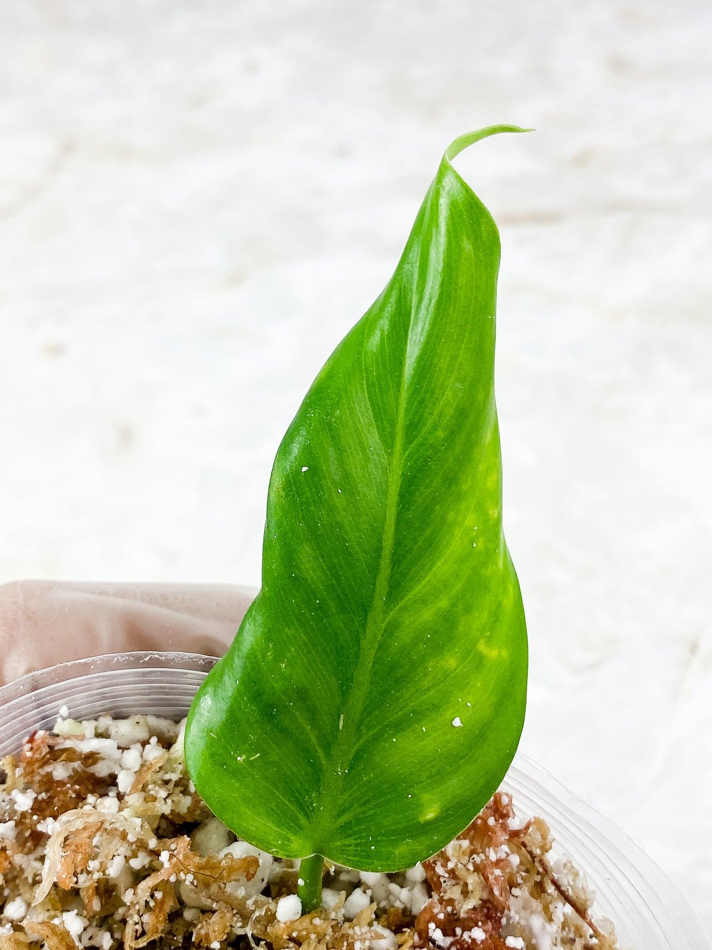 Philodendron white princess Rooting 2 leaves Top Cutting