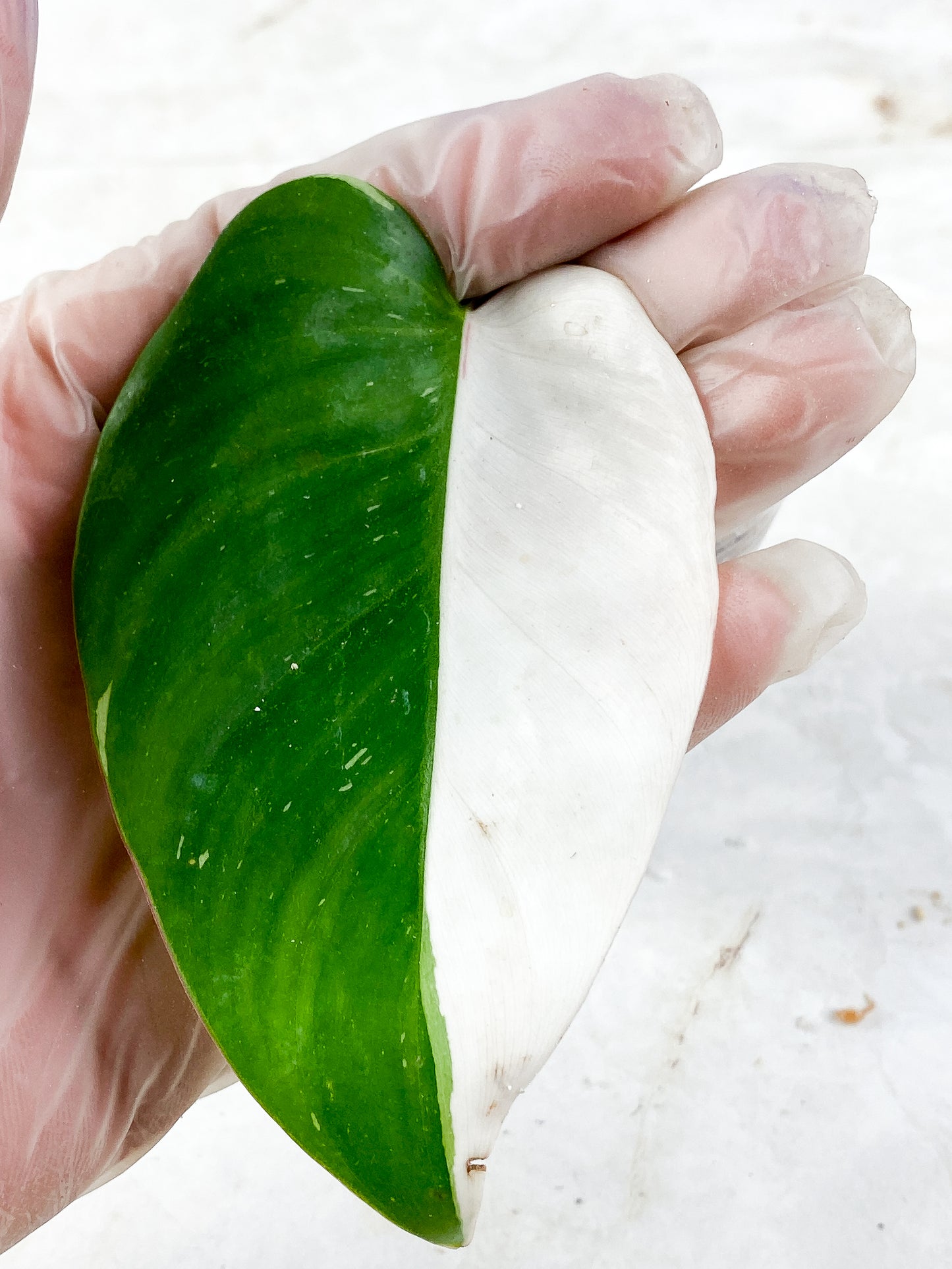Philodendron white princess Rooting 1 leaf half moon