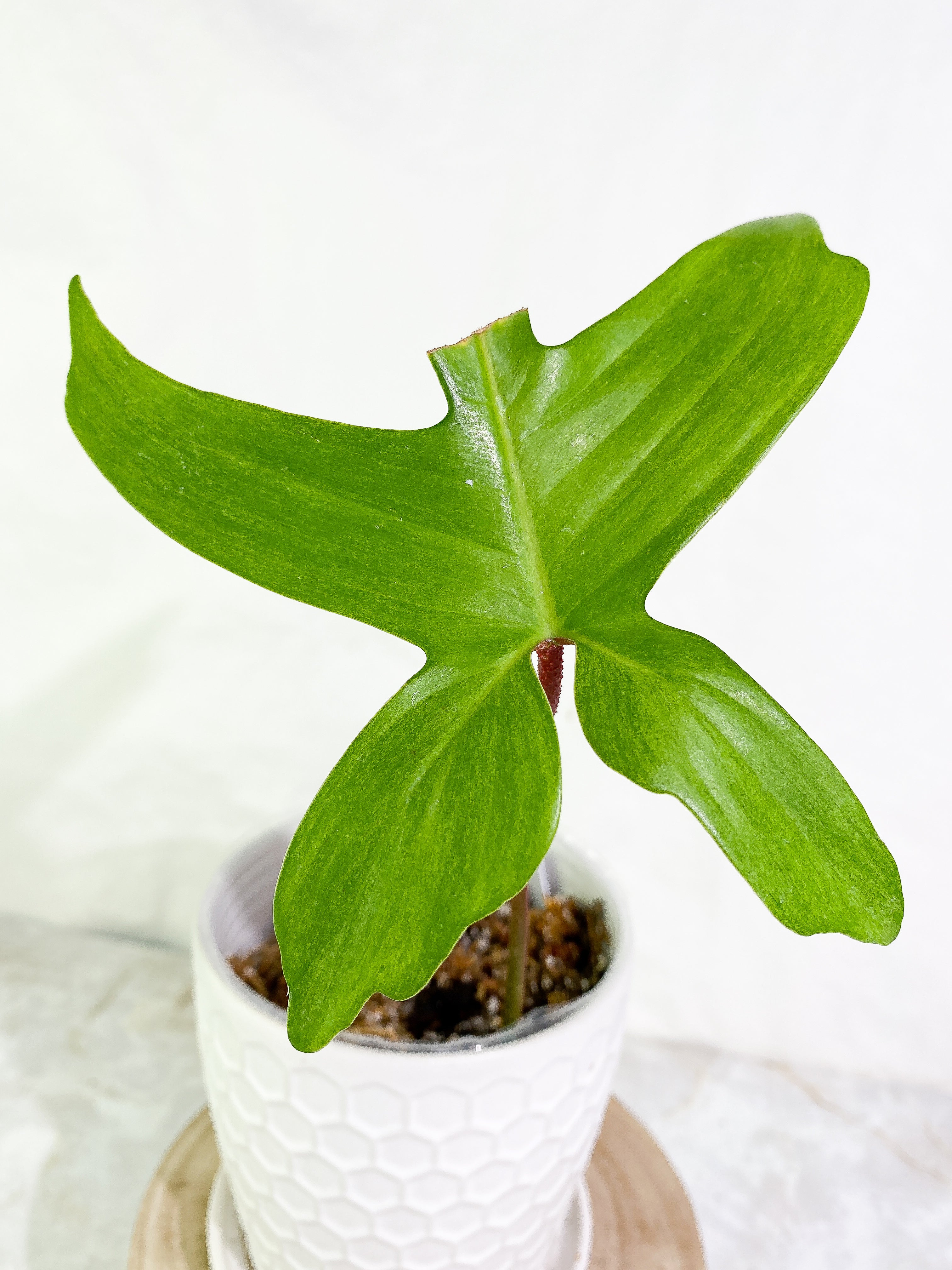 Philodendron Florida Ghost Mint 1 leaf Rooted