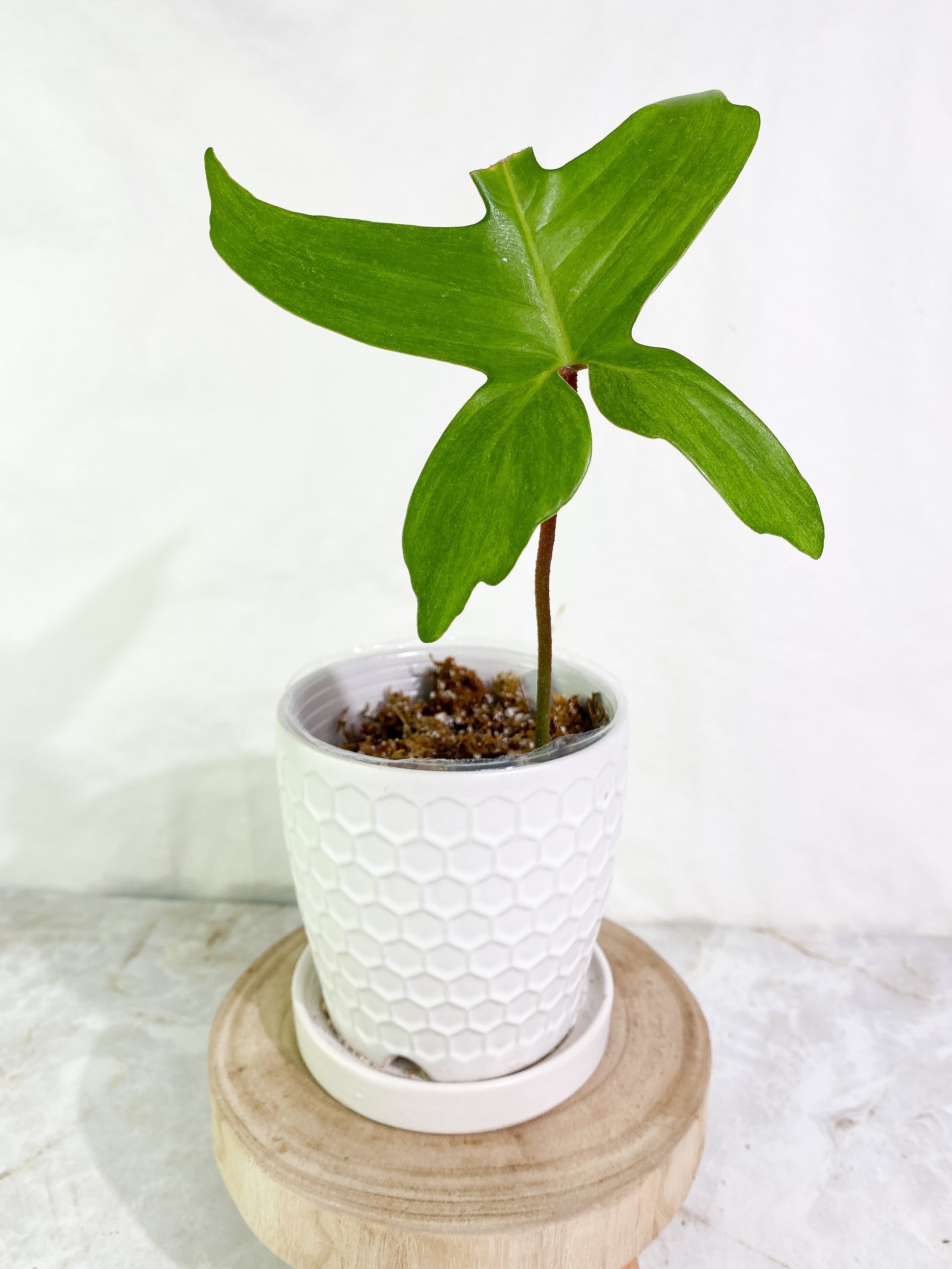 Philodendron Florida Ghost Mint 1 leaf Rooted