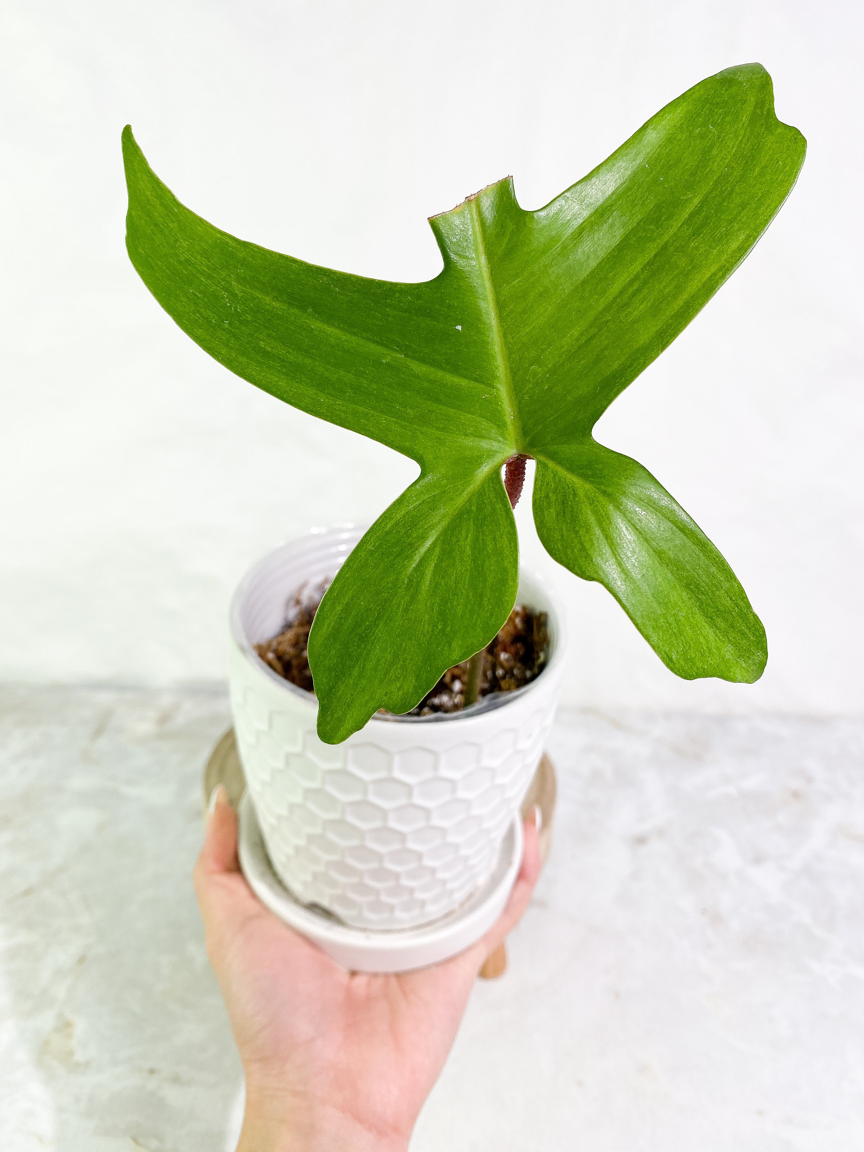 Philodendron Florida Ghost Mint 1 leaf Rooted