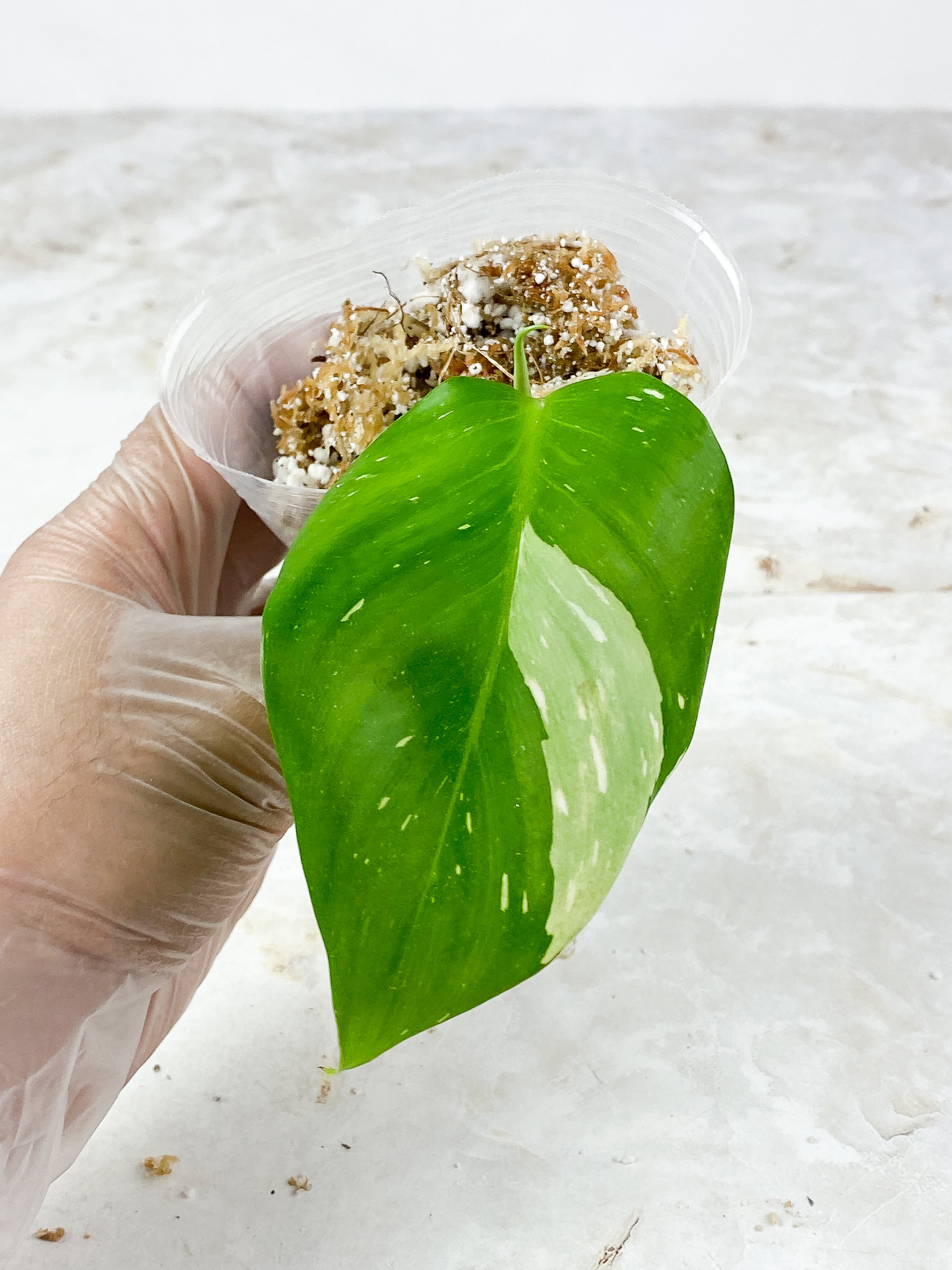 Philodendron white princess rooting 2 leaves Top Cutting