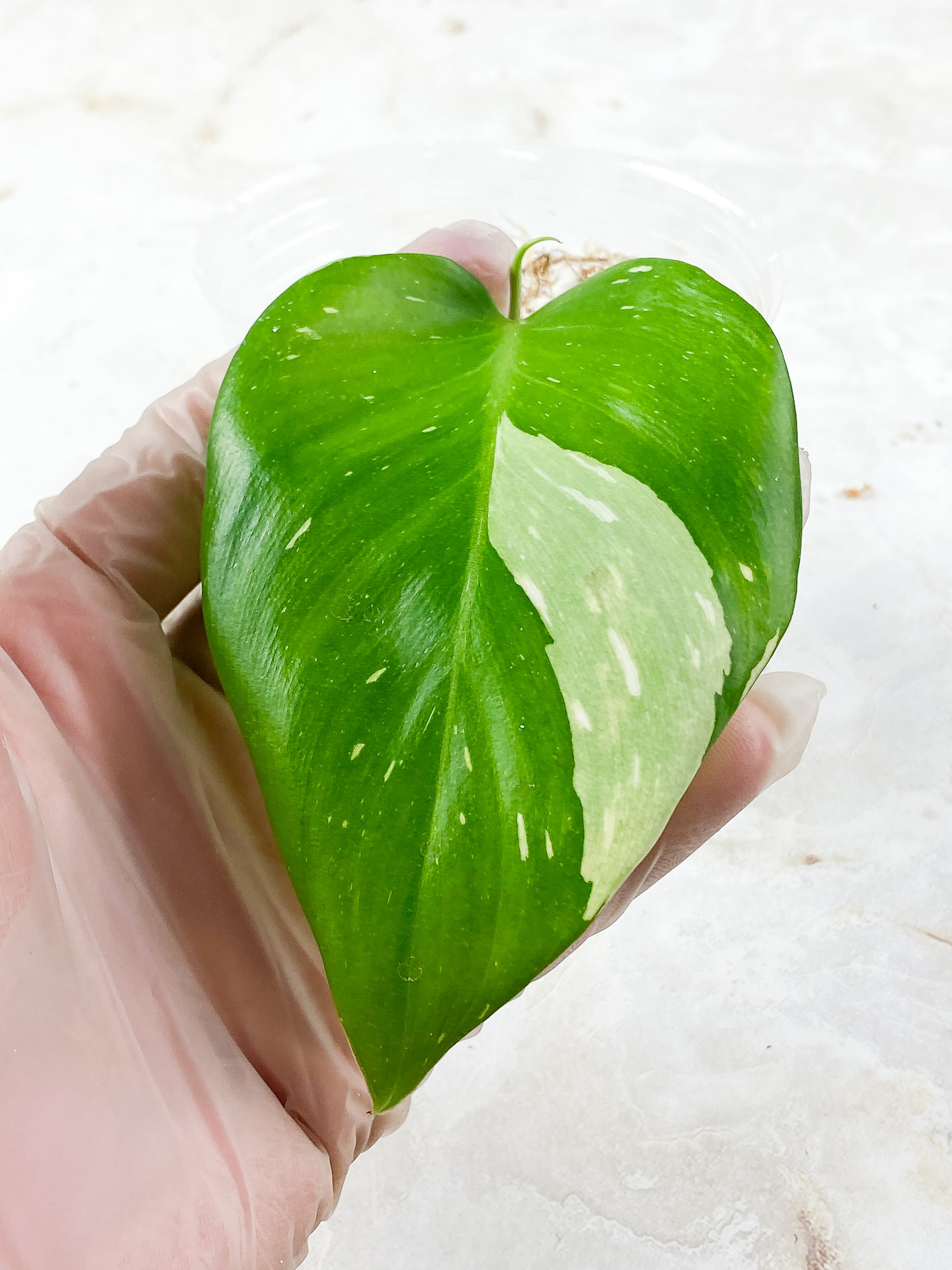 Philodendron white princess rooting 2 leaves Top Cutting