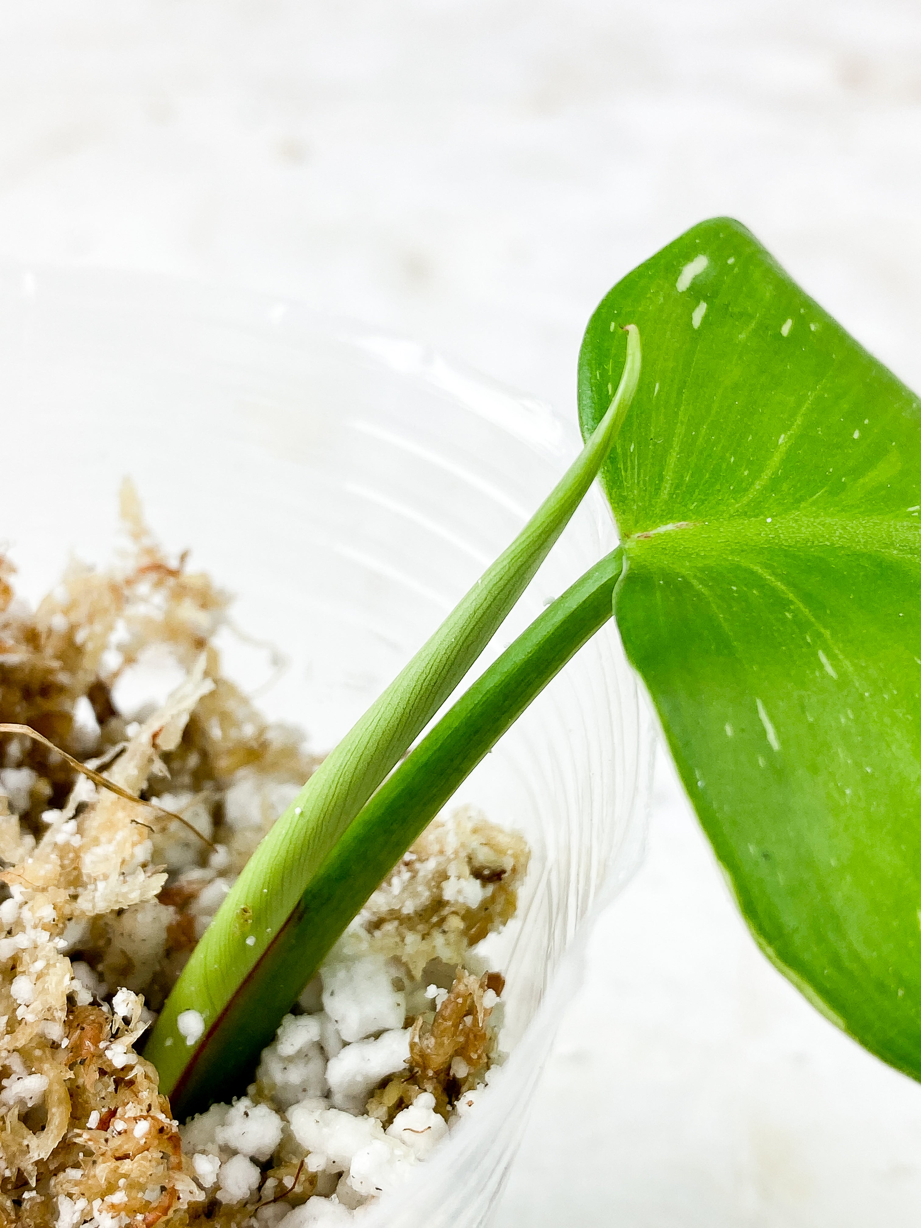 Philodendron white princess rooting 2 leaves Top Cutting