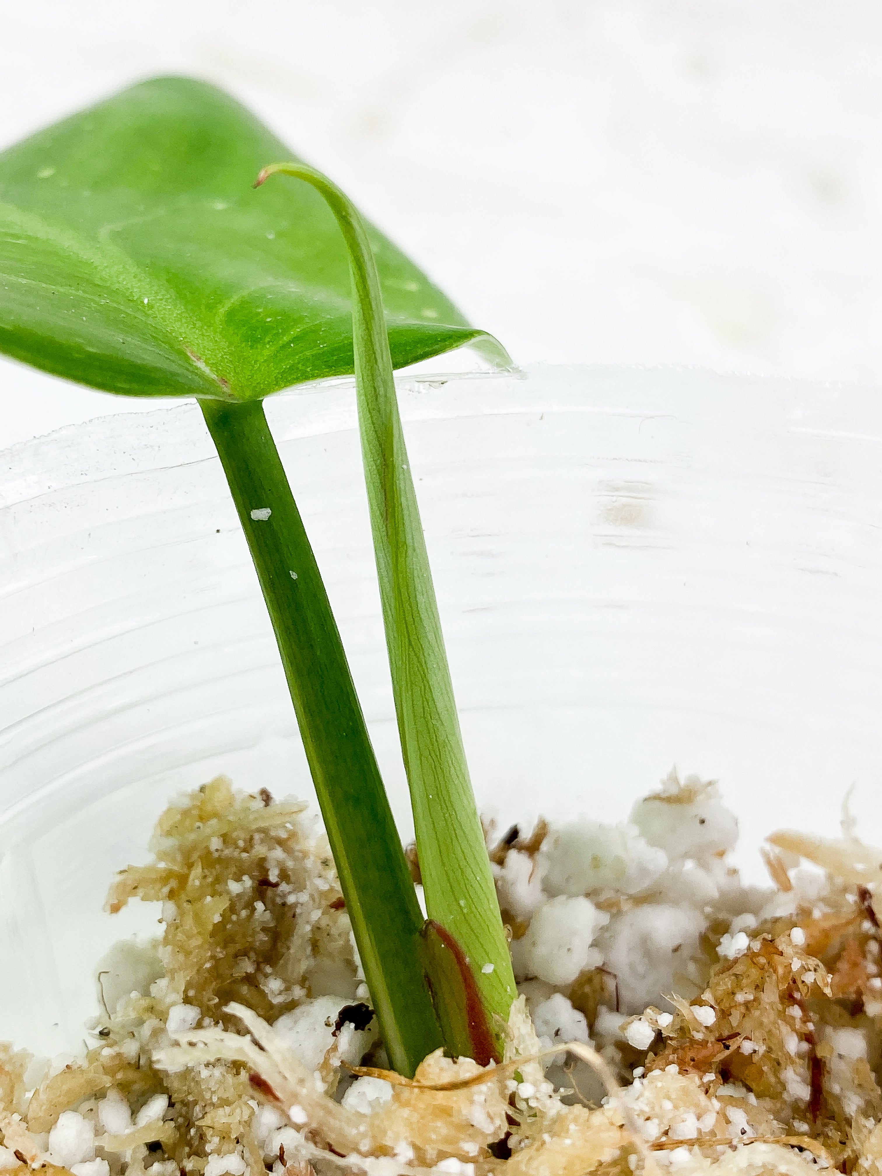 Philodendron white princess rooting 2 leaves Top Cutting