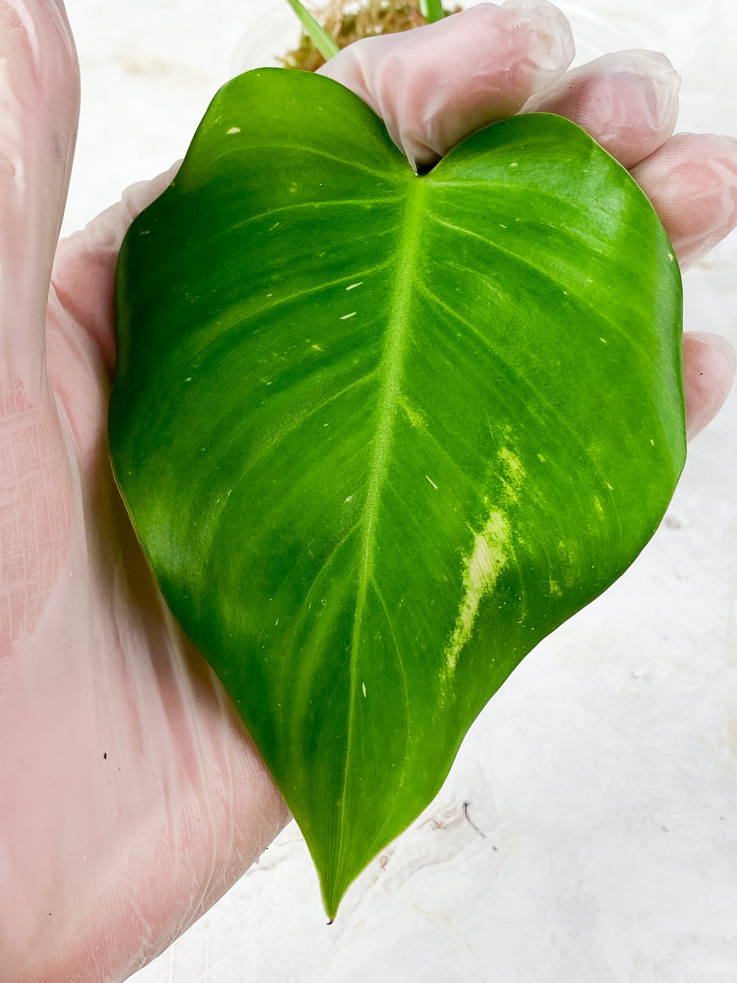 Philodendron white princess tricolor Rooted 3 leaves