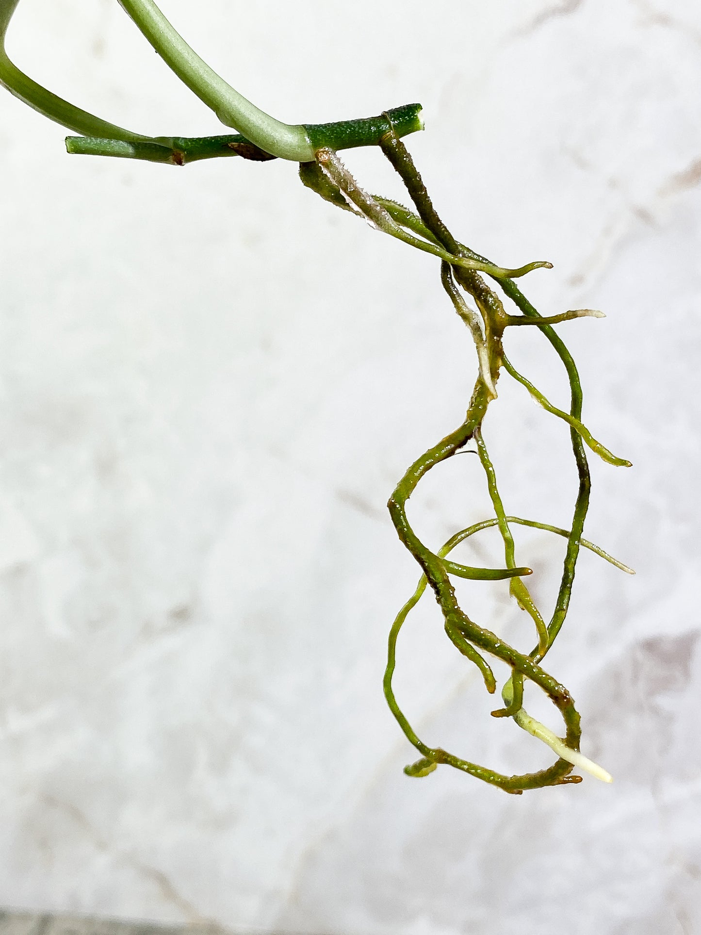 Scindapsus pictus tricolor Rooted 2 leaves