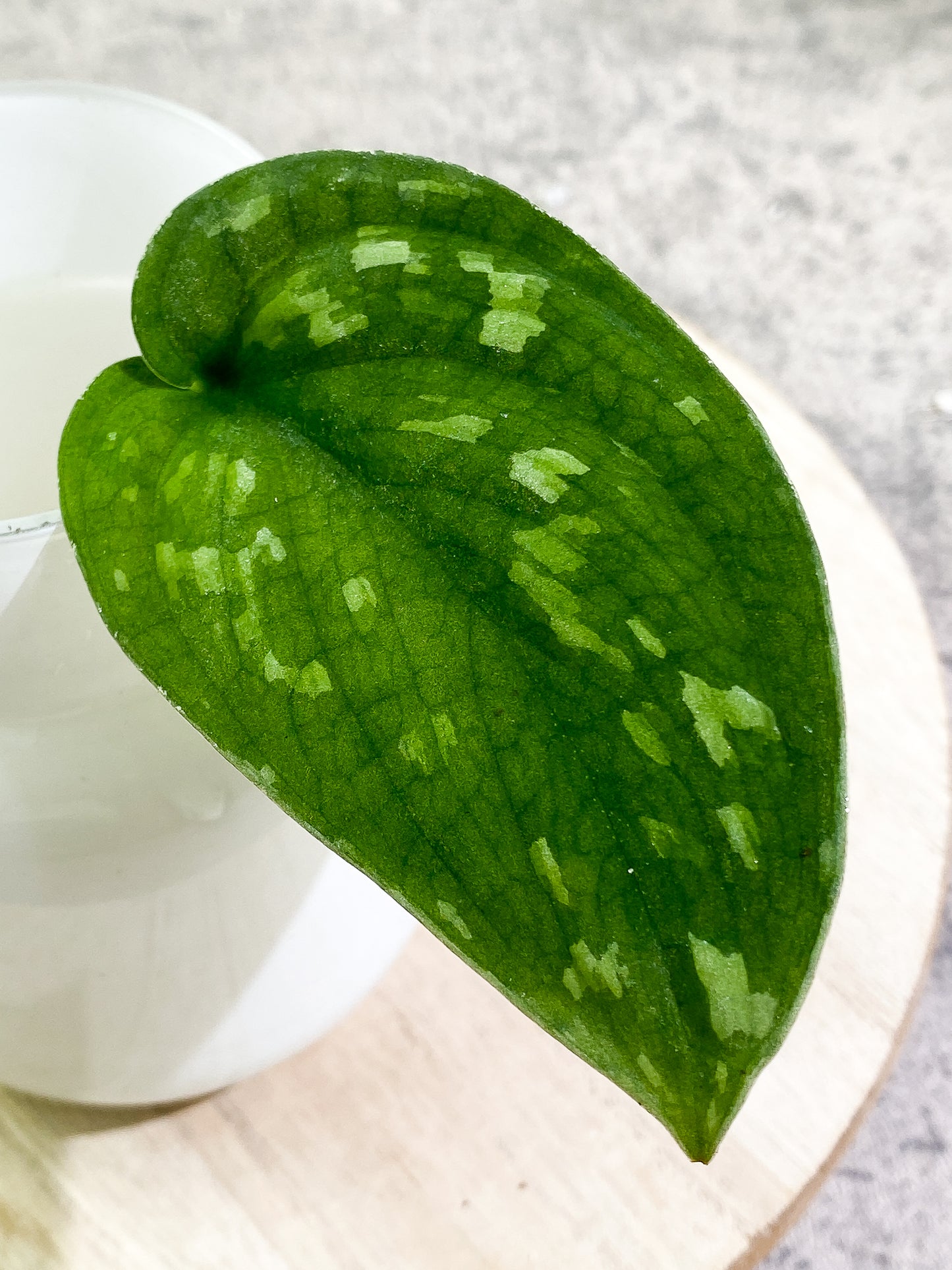 Scindapsus pictus tricolor Rooted 1 leaf multiple node