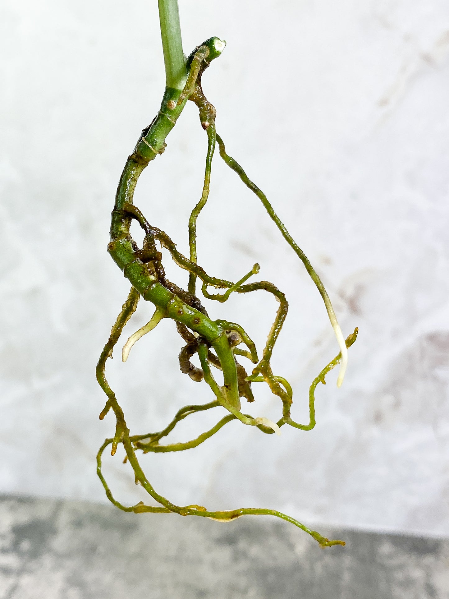 Scindapsus pictus tricolor Rooted 1 leaf multiple node