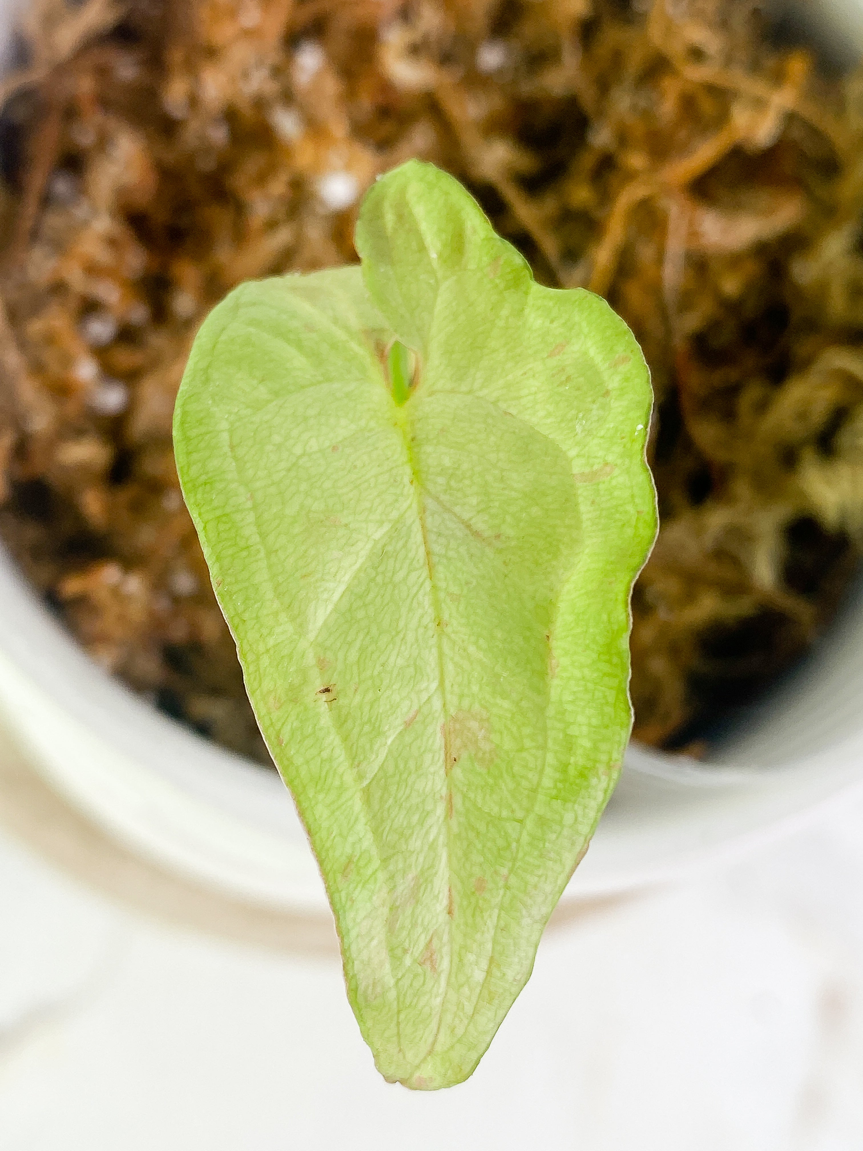 Syngonium Milk Confetti 1 leaf Rooted