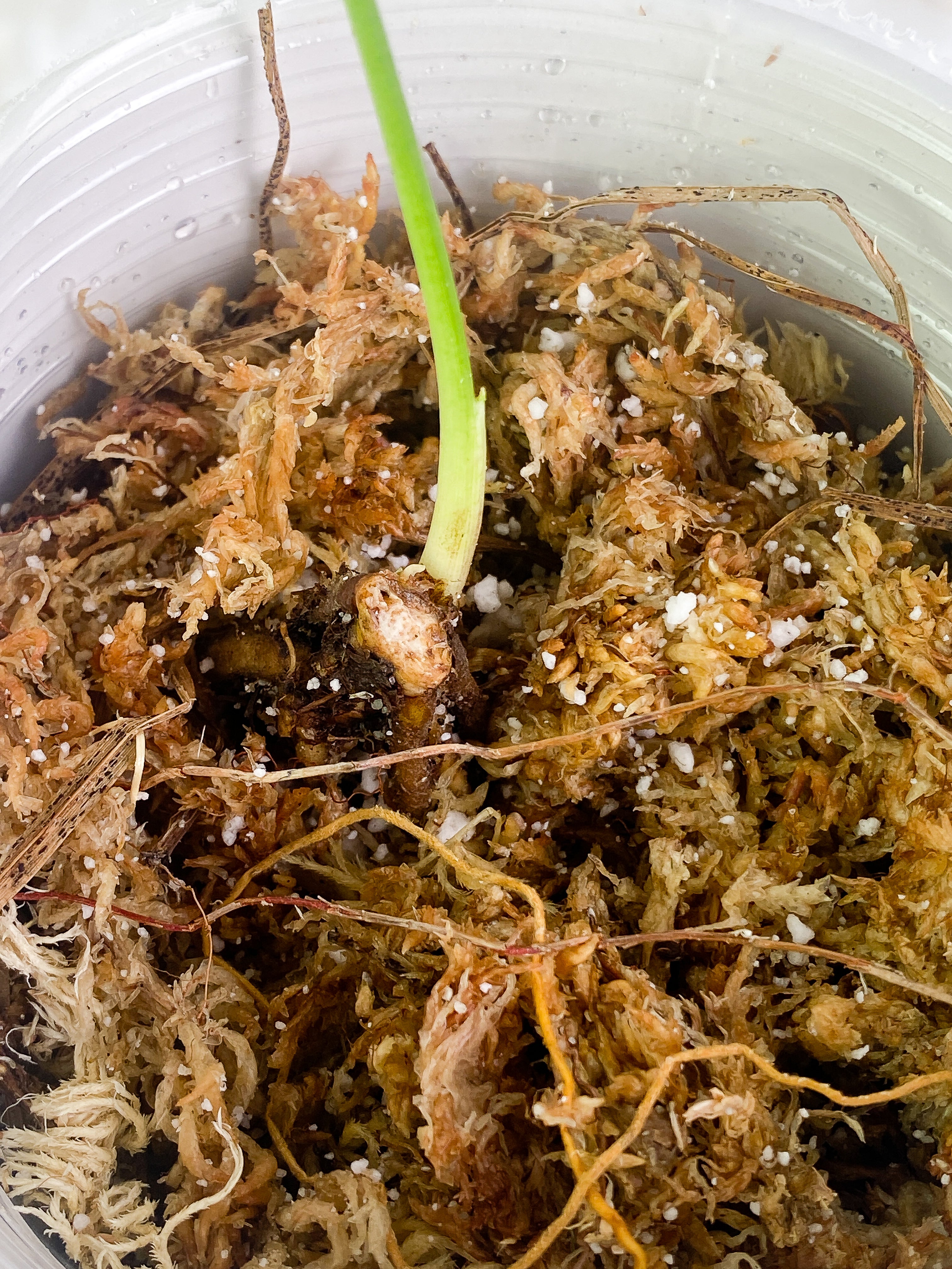 Syngonium Milk Confetti 1 leaf Rooted