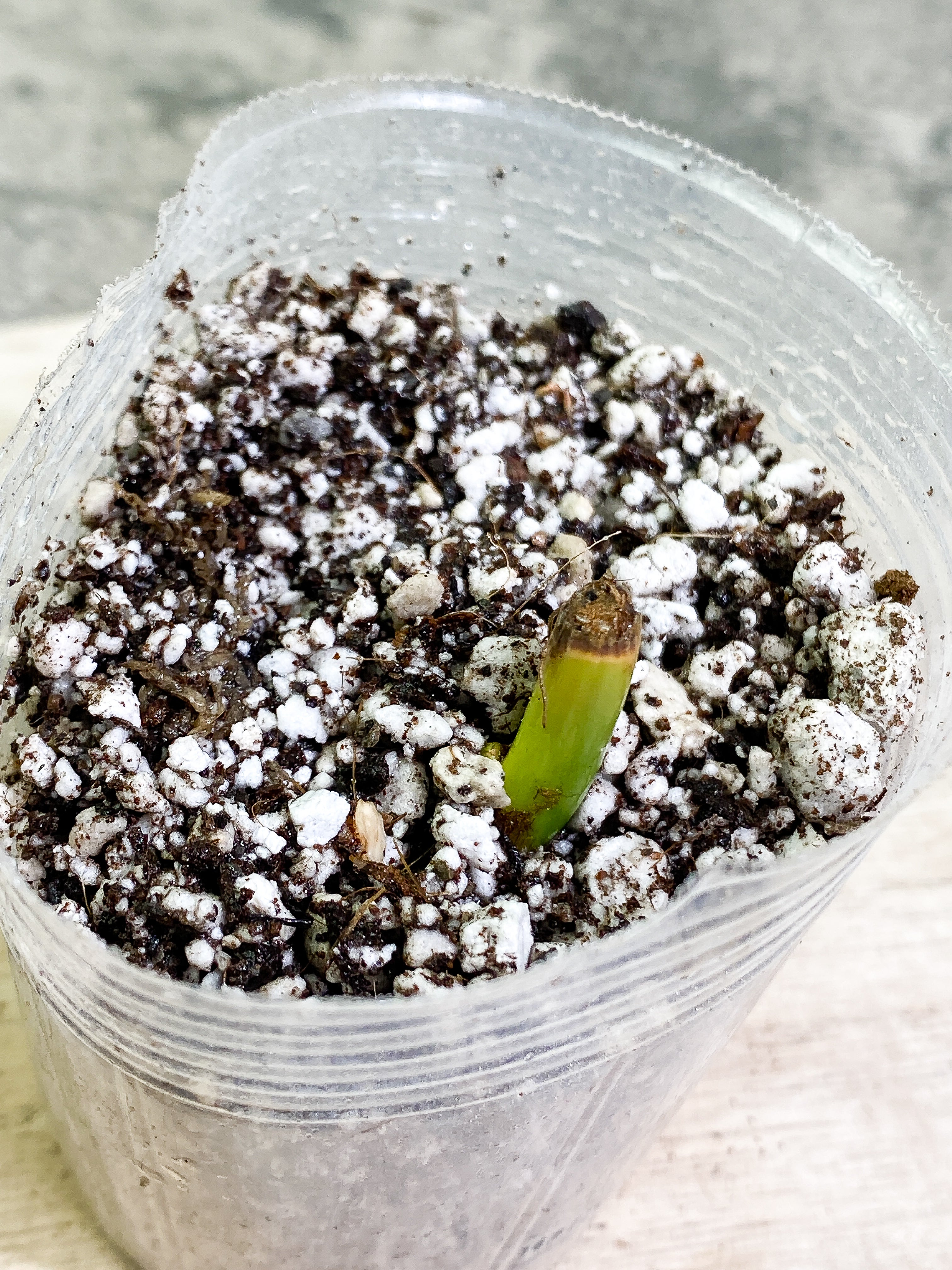 Free addon with orders over $150: Philodendron Gigas Slightly Rooted node