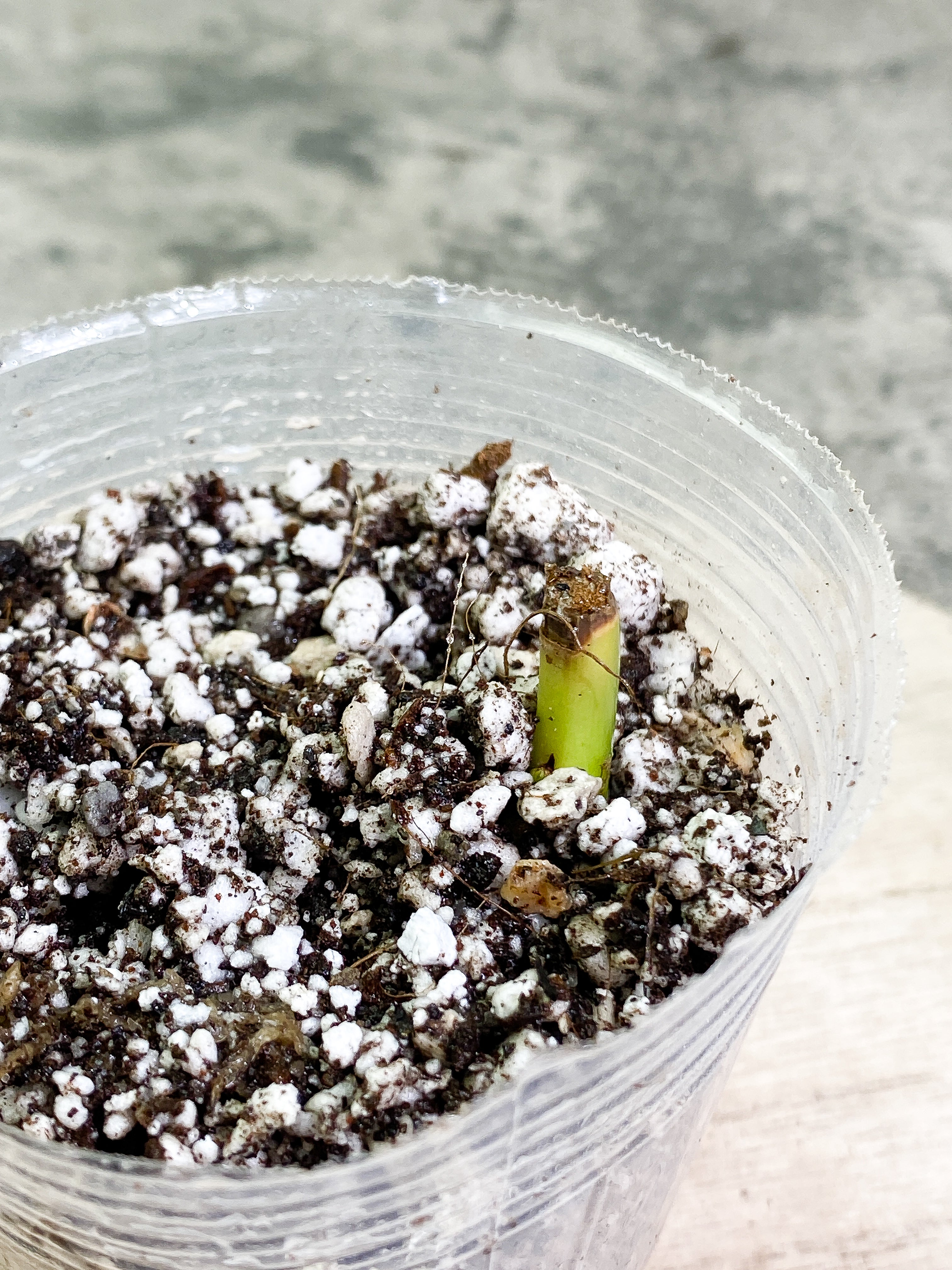 Free addon with orders over $150: Philodendron Gigas Slightly Rooted node