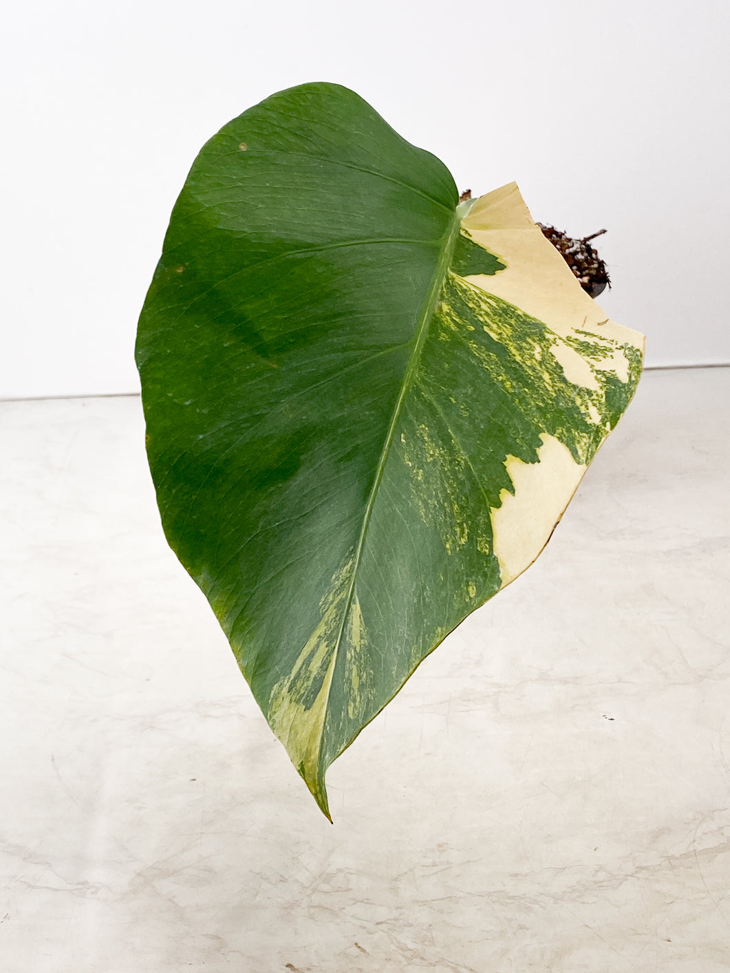 Monstera Aurea 1 leaf double node rooted in soil