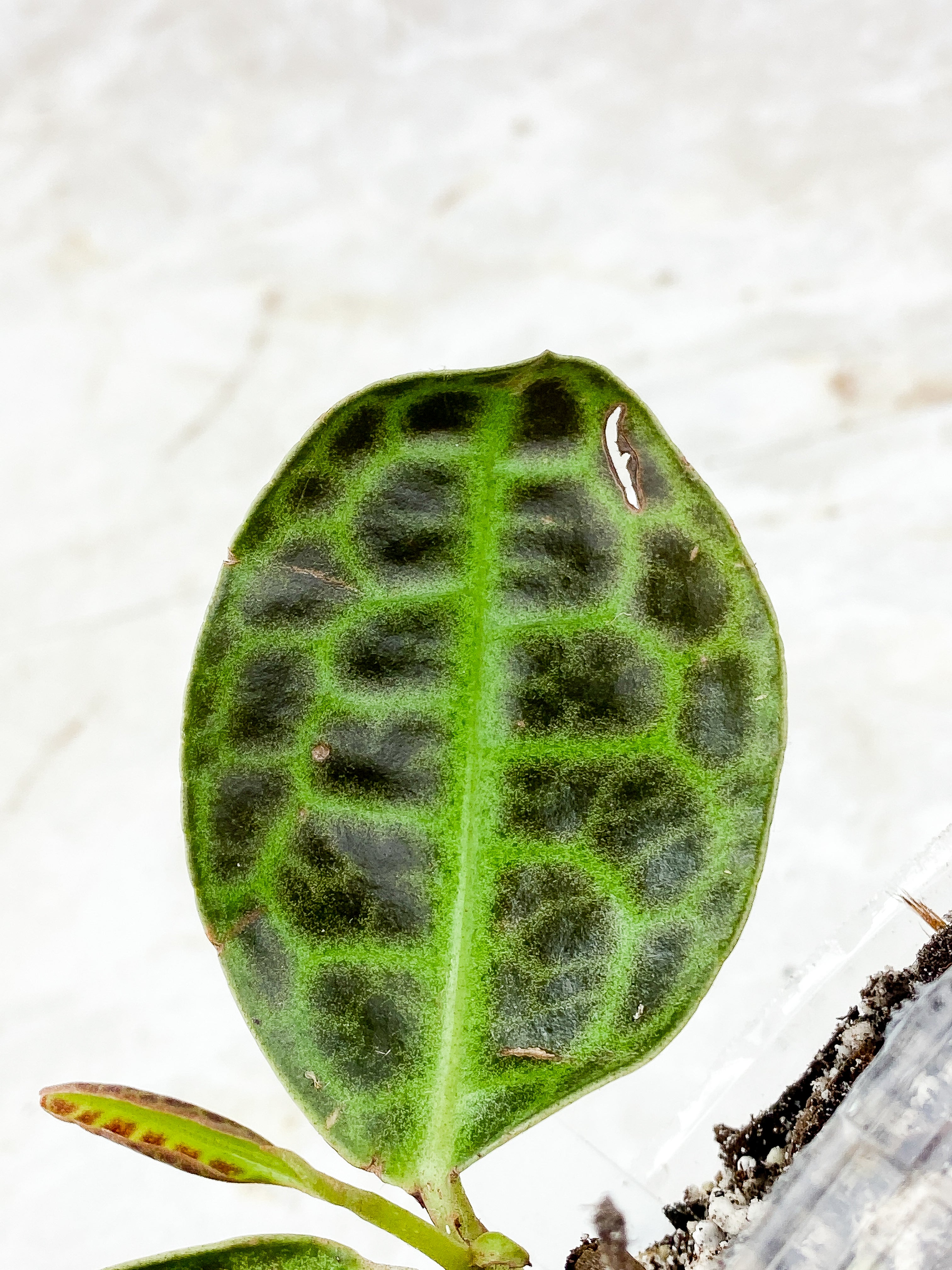 Labisia Turtle Back Slightly Rooted