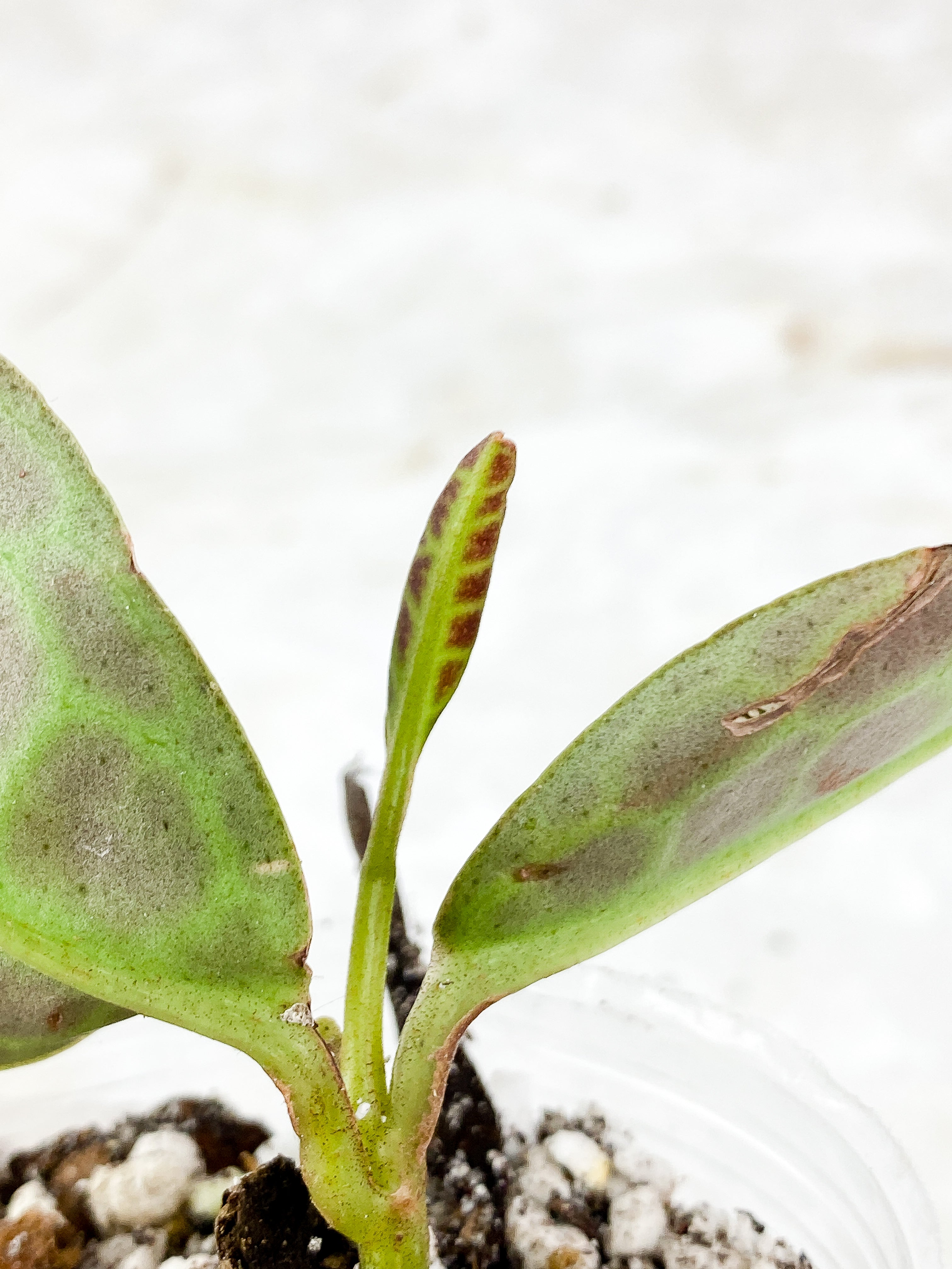 Labisia Turtle Back Slightly Rooted