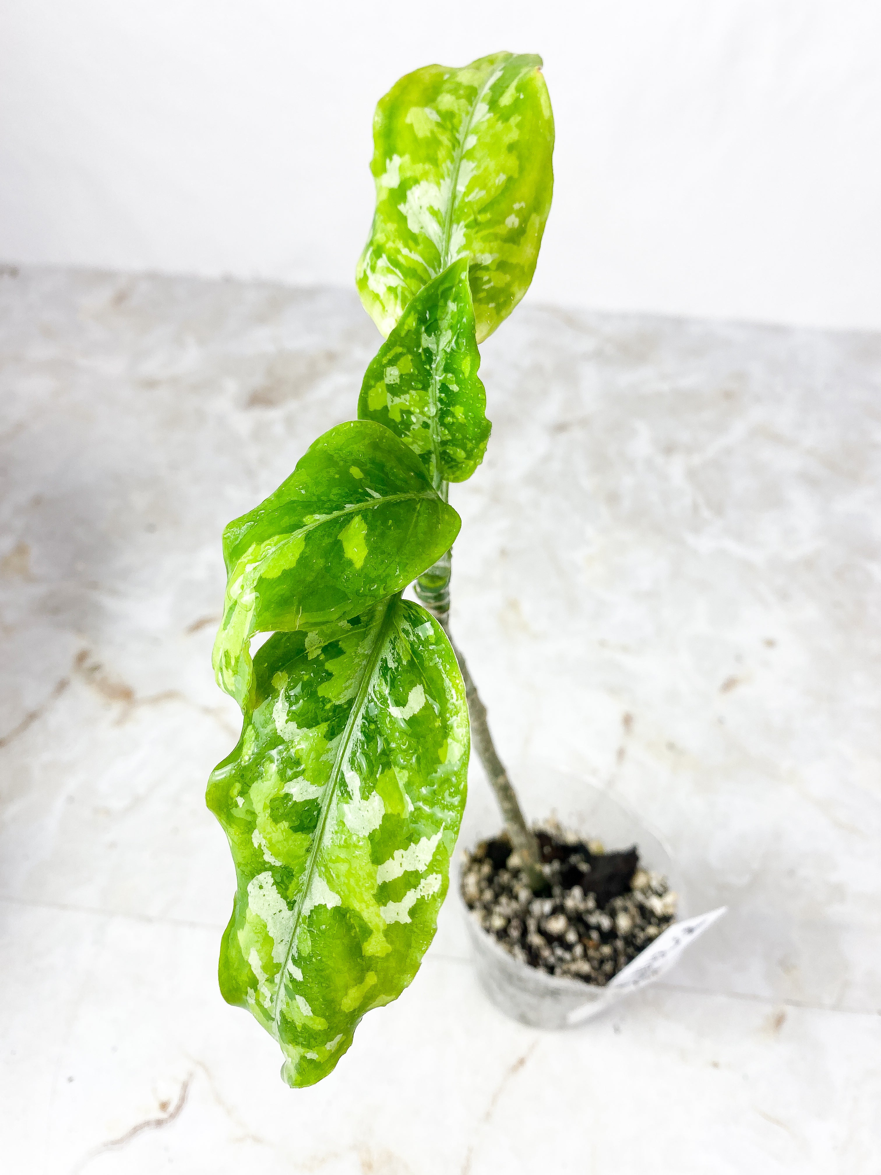Aglaonema Pictum Tricolor Rooted