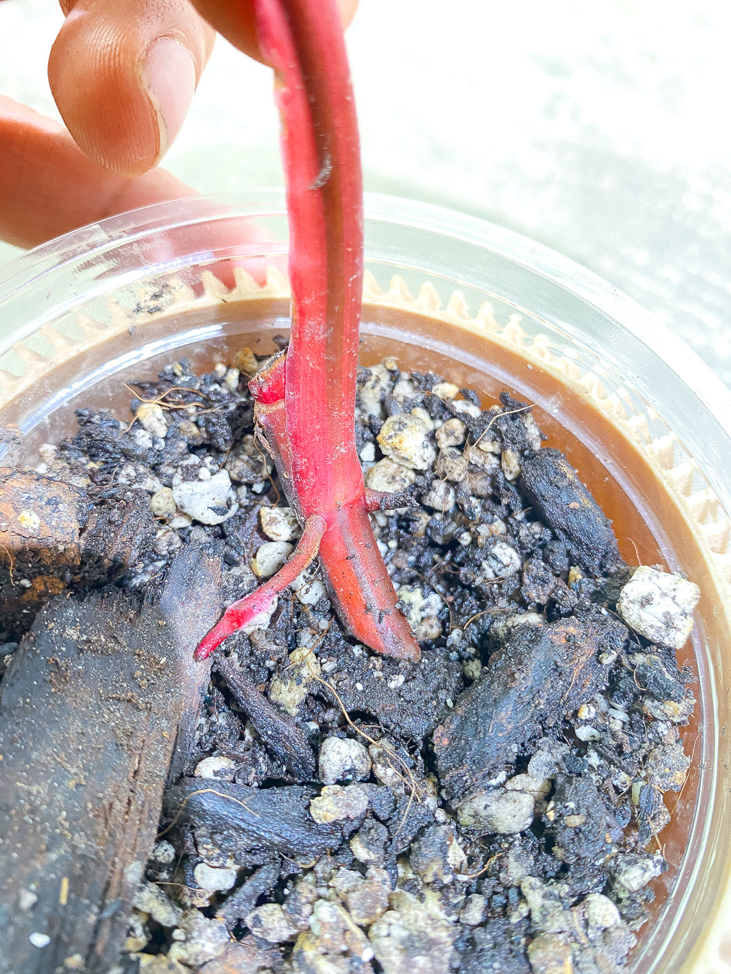 Philodendron Strawberry Shake 1 leaf Slightly Rooted