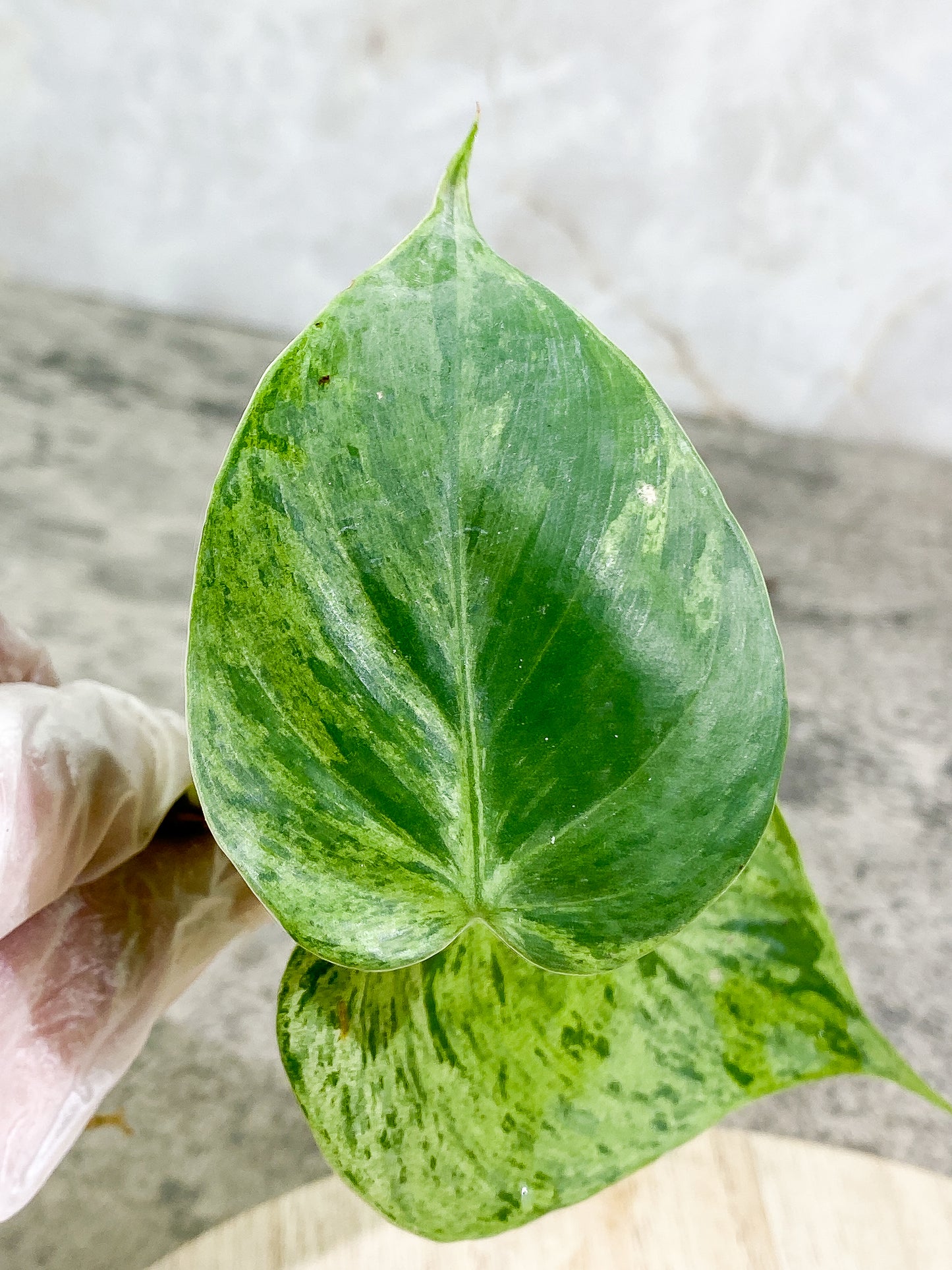 Philodendron Hederaceum variegated 2 leaves Slightly Rooted