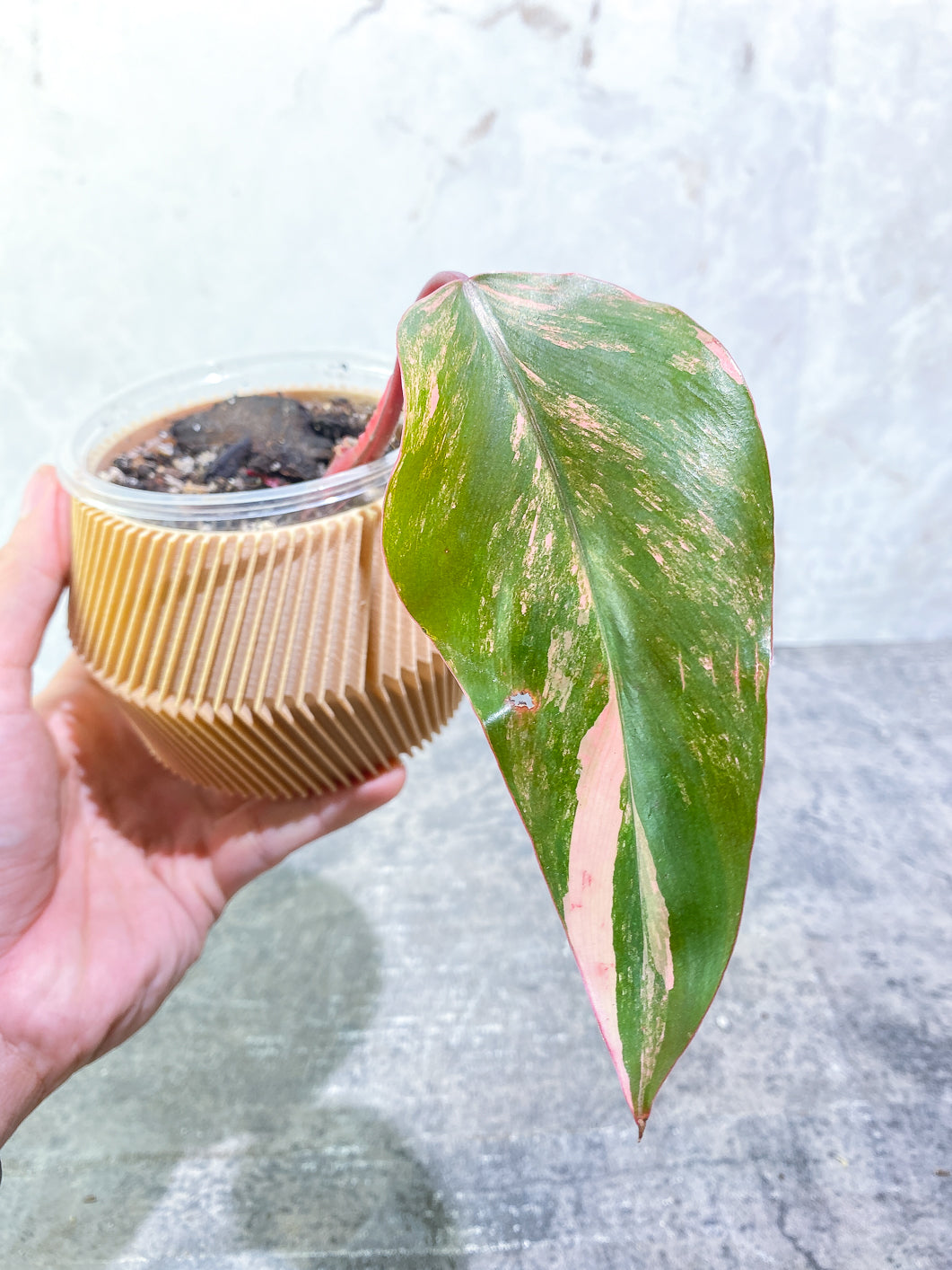 Philodendron Strawberry Shake 1 leaf Slightly Rooted
