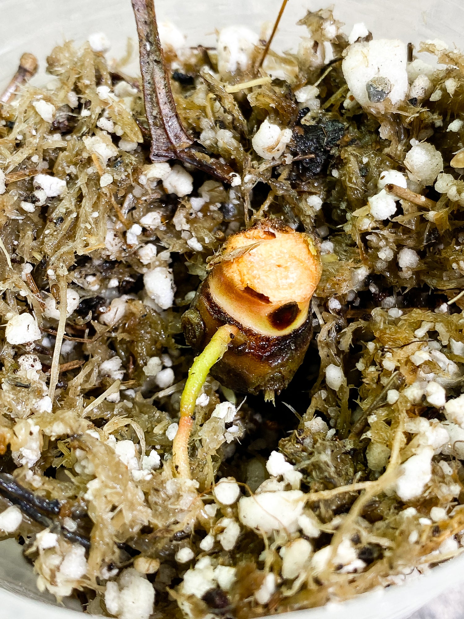 Anthurium Raven's Heart (Papillilaminum x Ace of spades) Rooting node 1 sprout