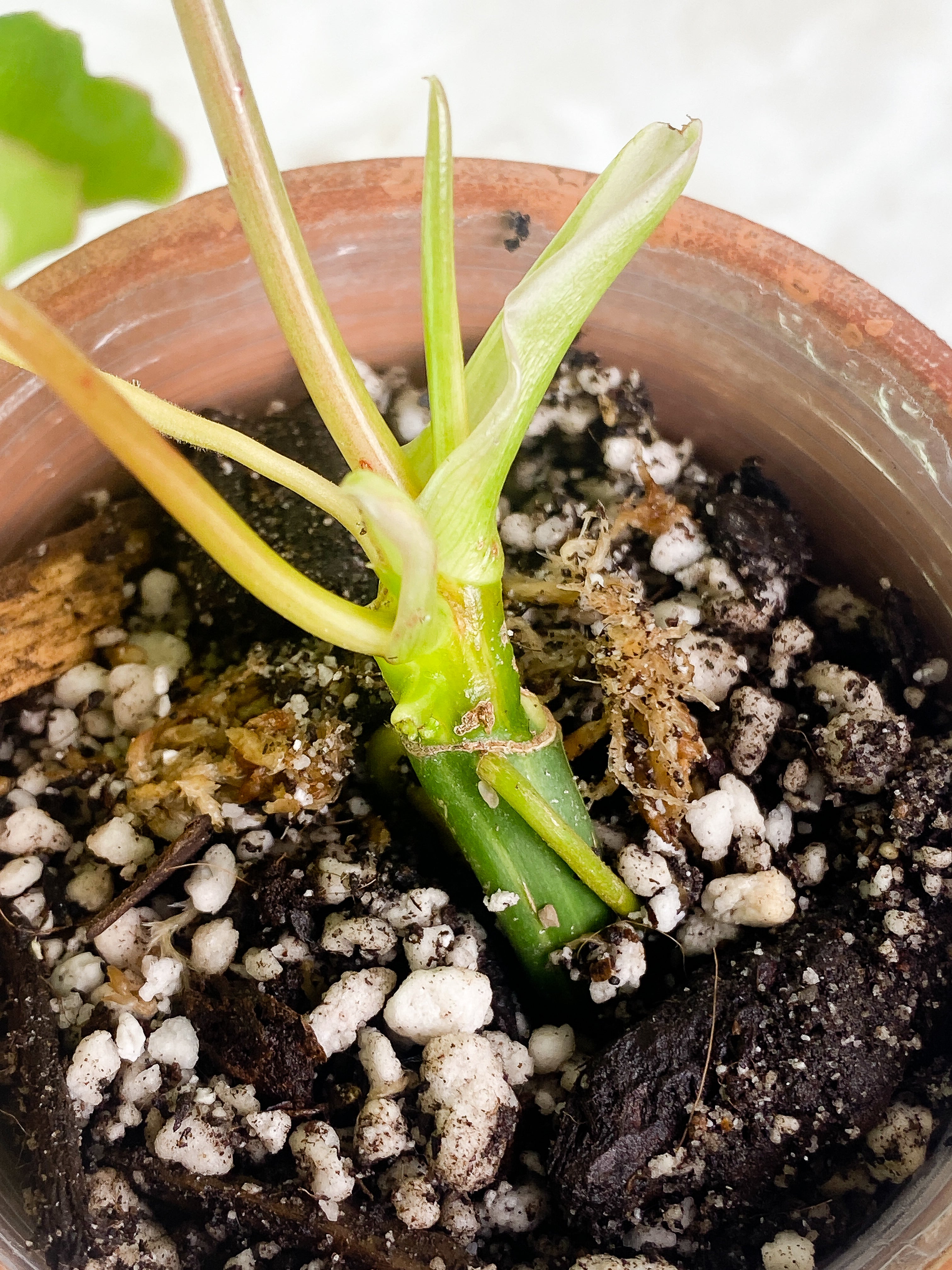 Burle Marx variegated  2 leaves 1 sprout rooted