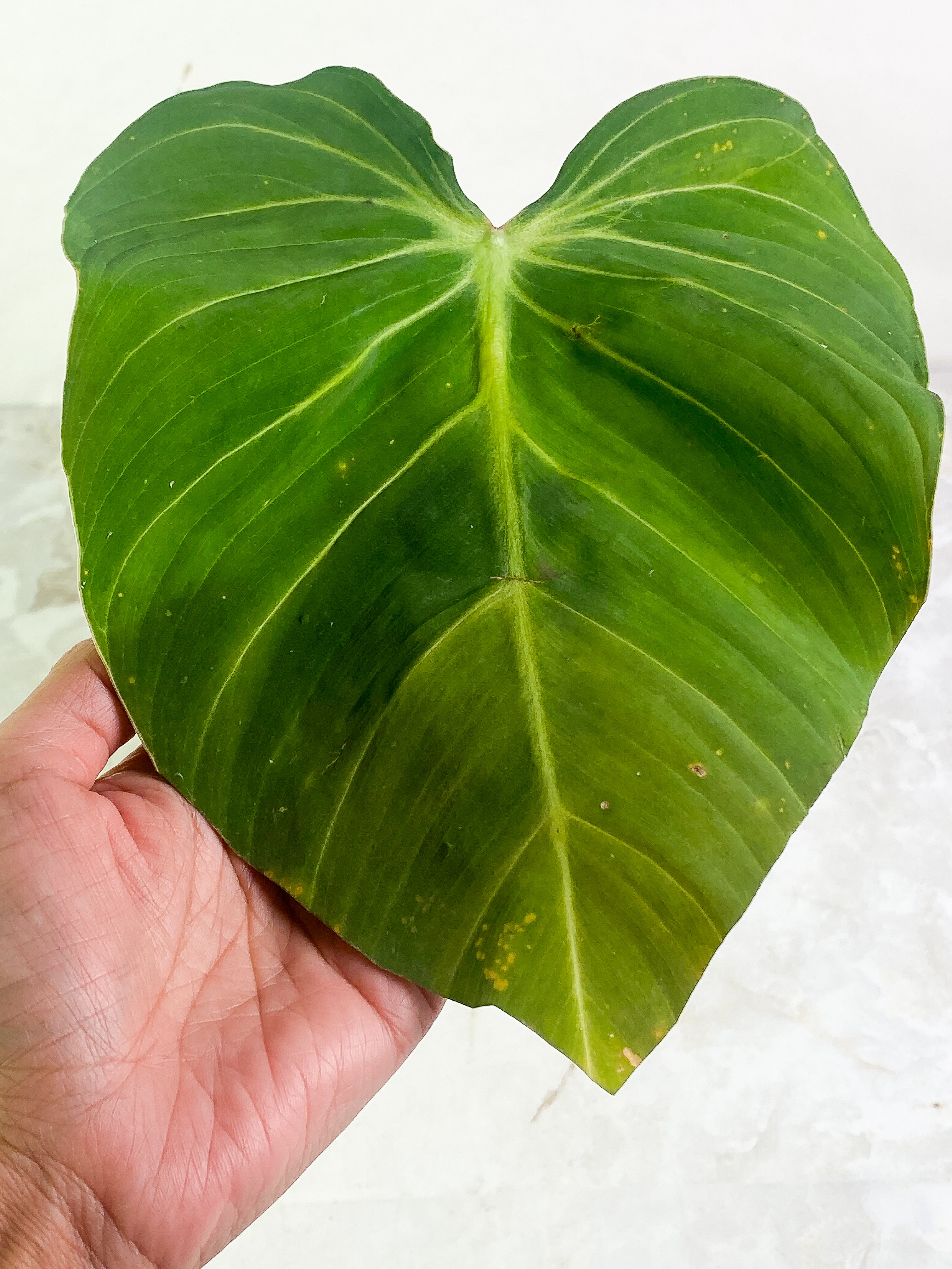 Philodendron Glorious 1 leaf rooted