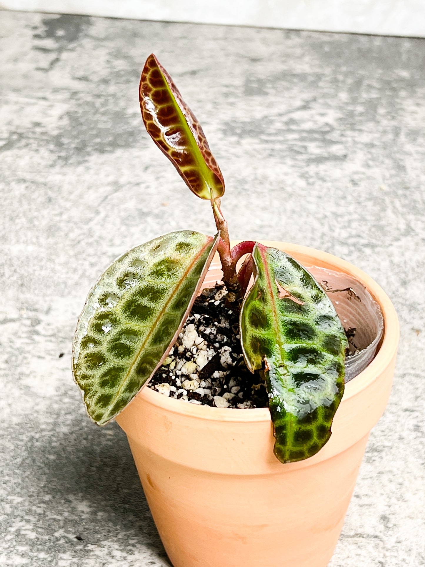 Labisia Turtle Back 3 leaves