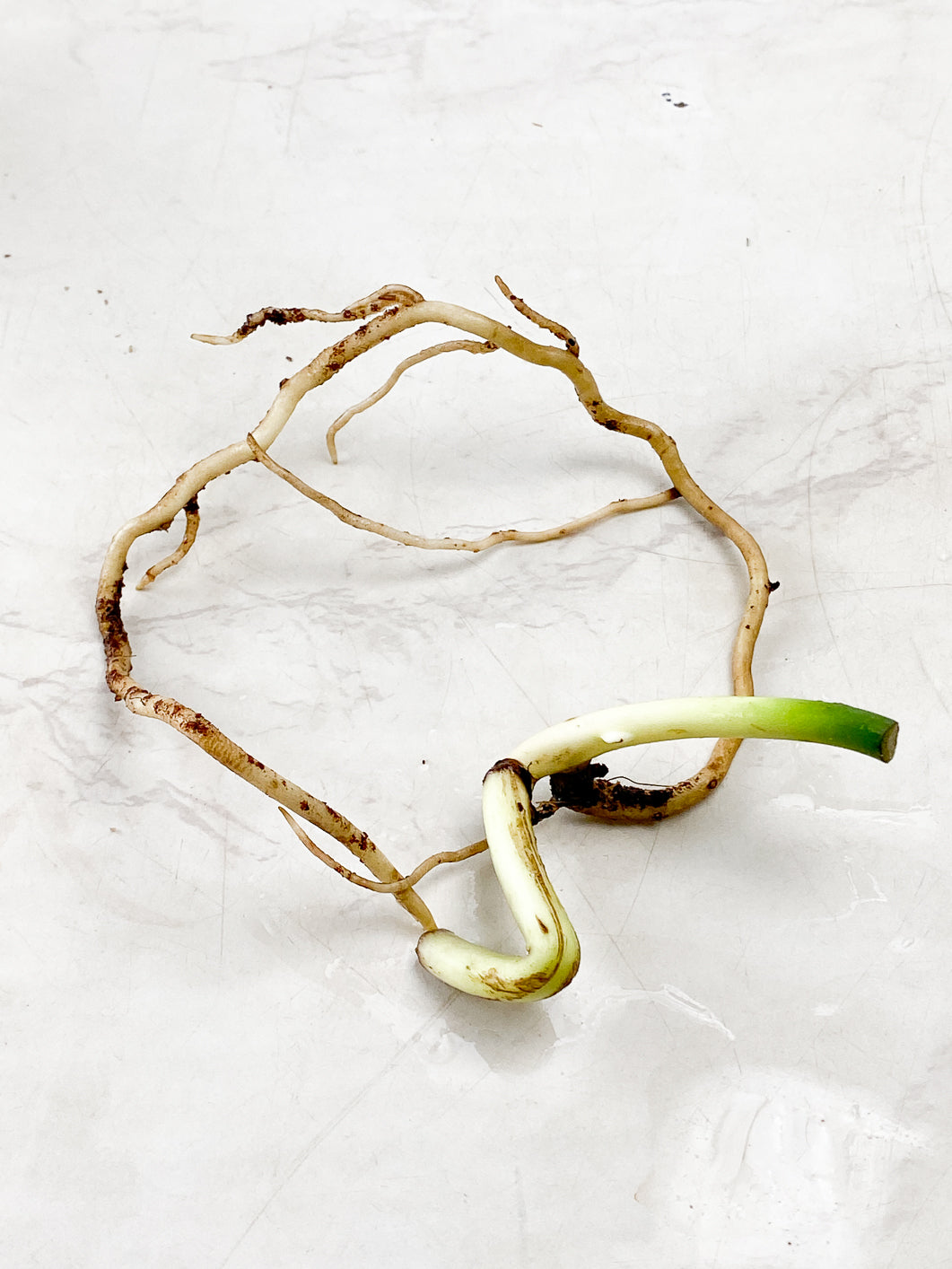 Monstera Aurea double node rooting