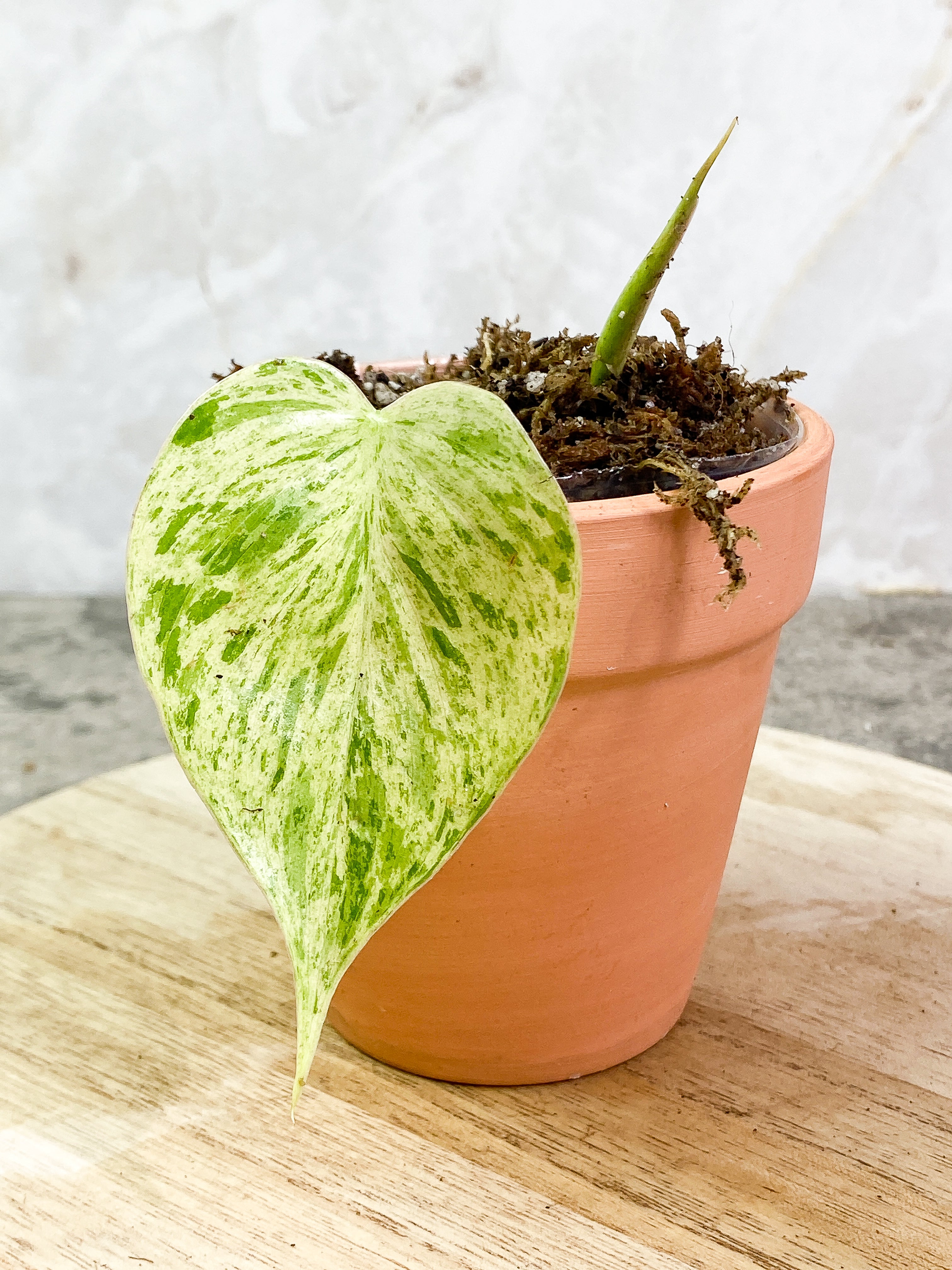 Grower Choice: Philodendron Hederaceum variegated 1 leaf 1 sprout unrooted