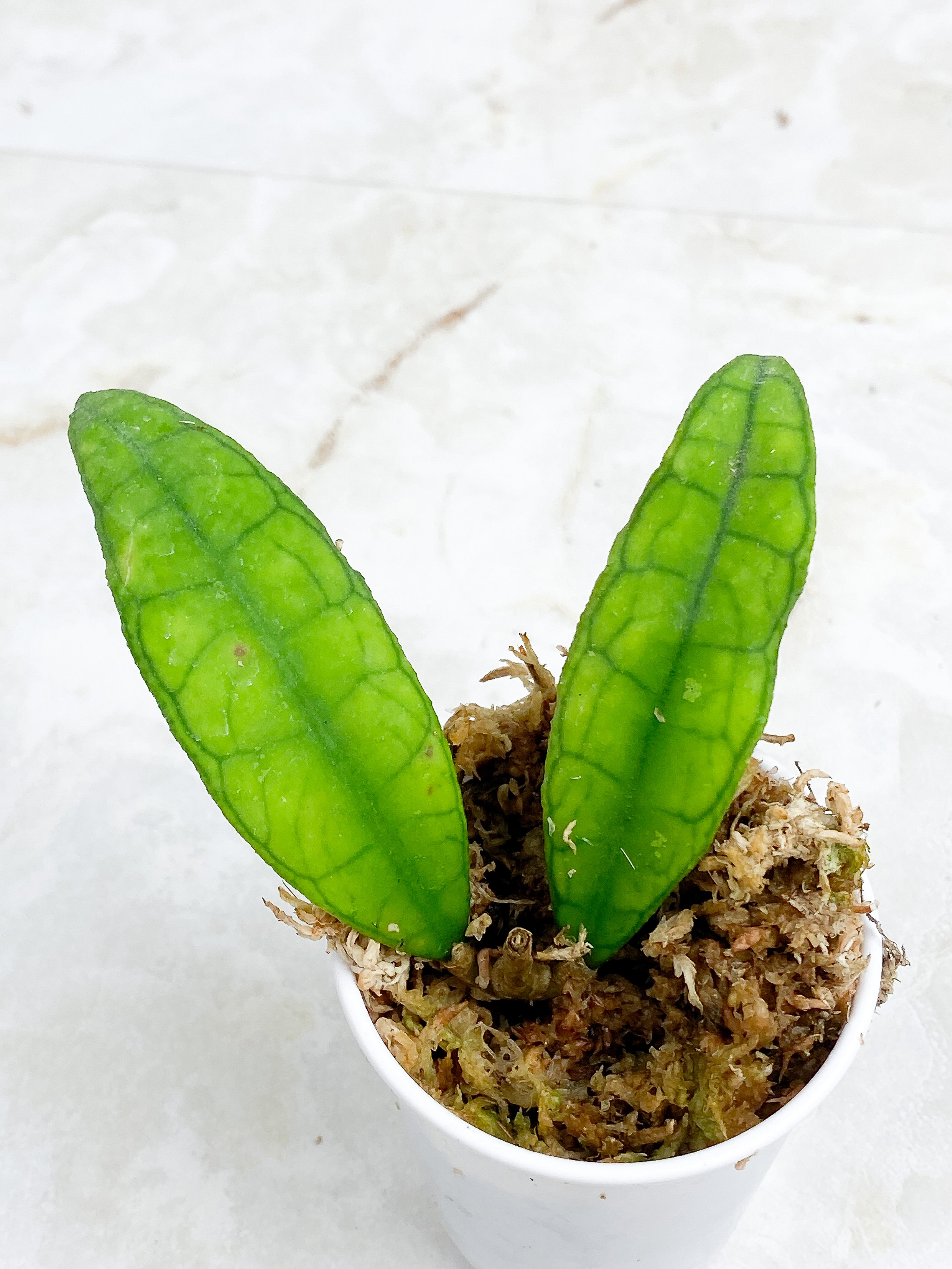 Hoya Finlaysonii Rippled Leaf Rooted