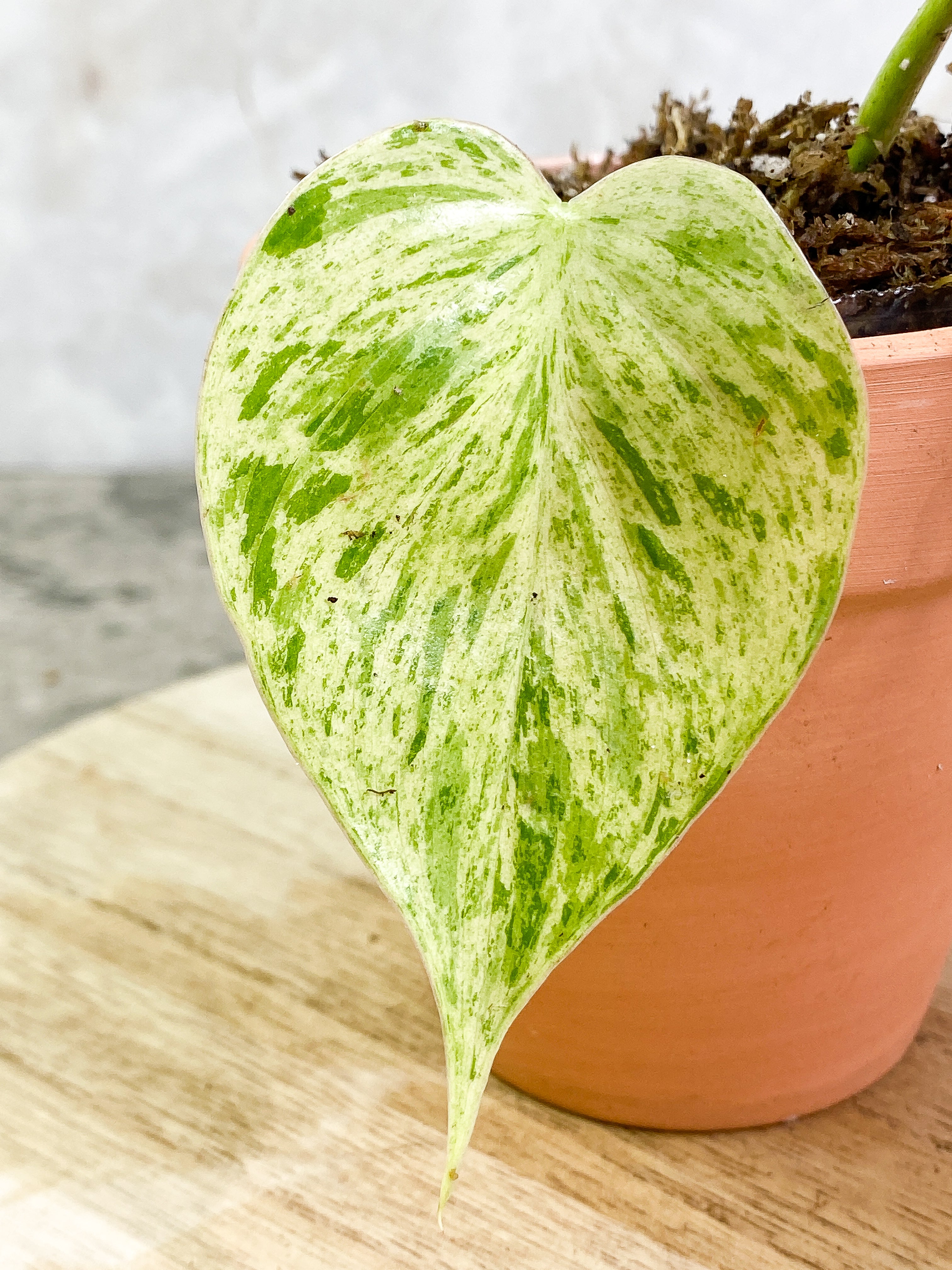 Grower Choice: Philodendron Hederaceum variegated 1 leaf 1 sprout unrooted