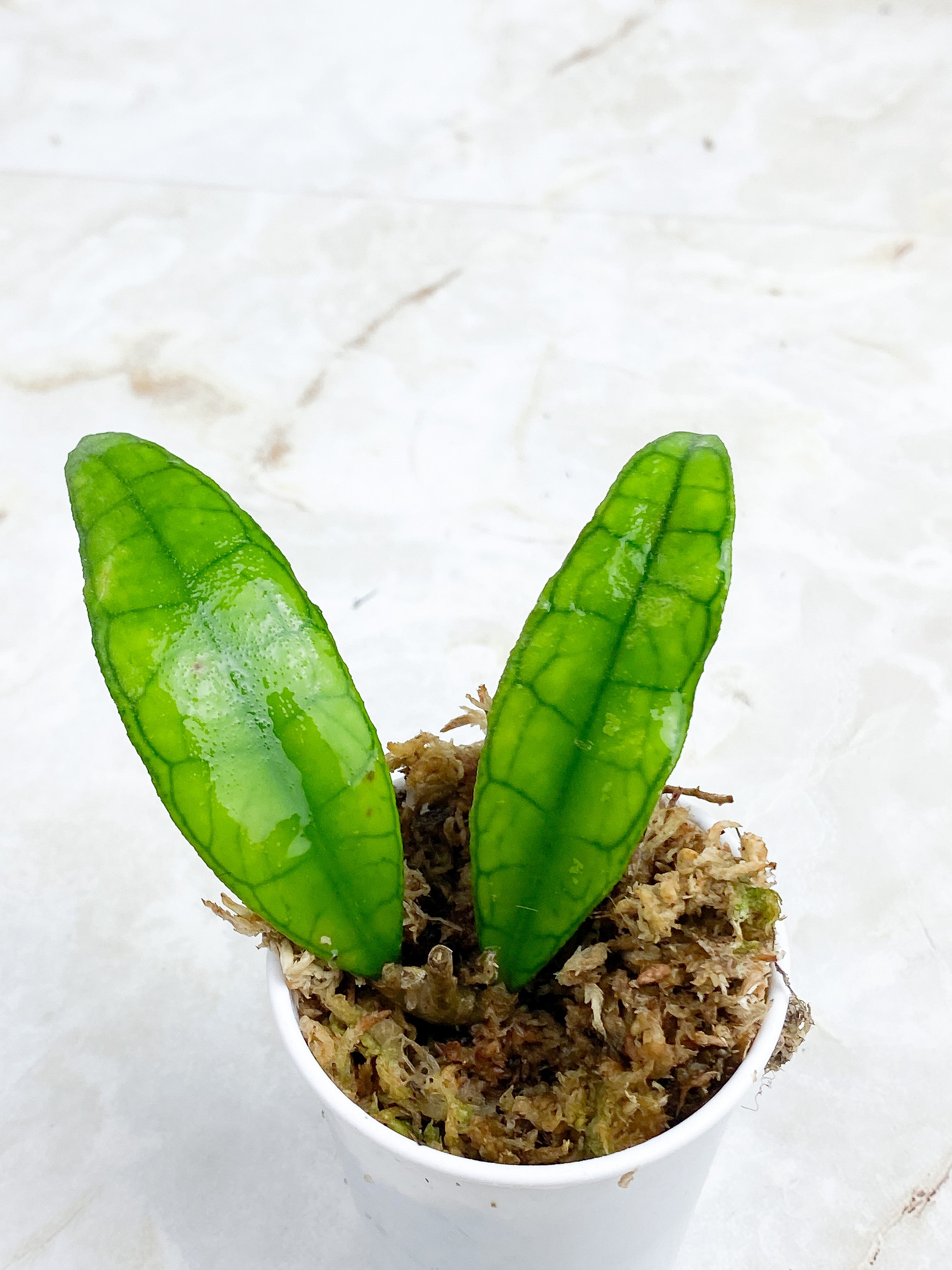 Hoya Finlaysonii Rippled Leaf Rooted