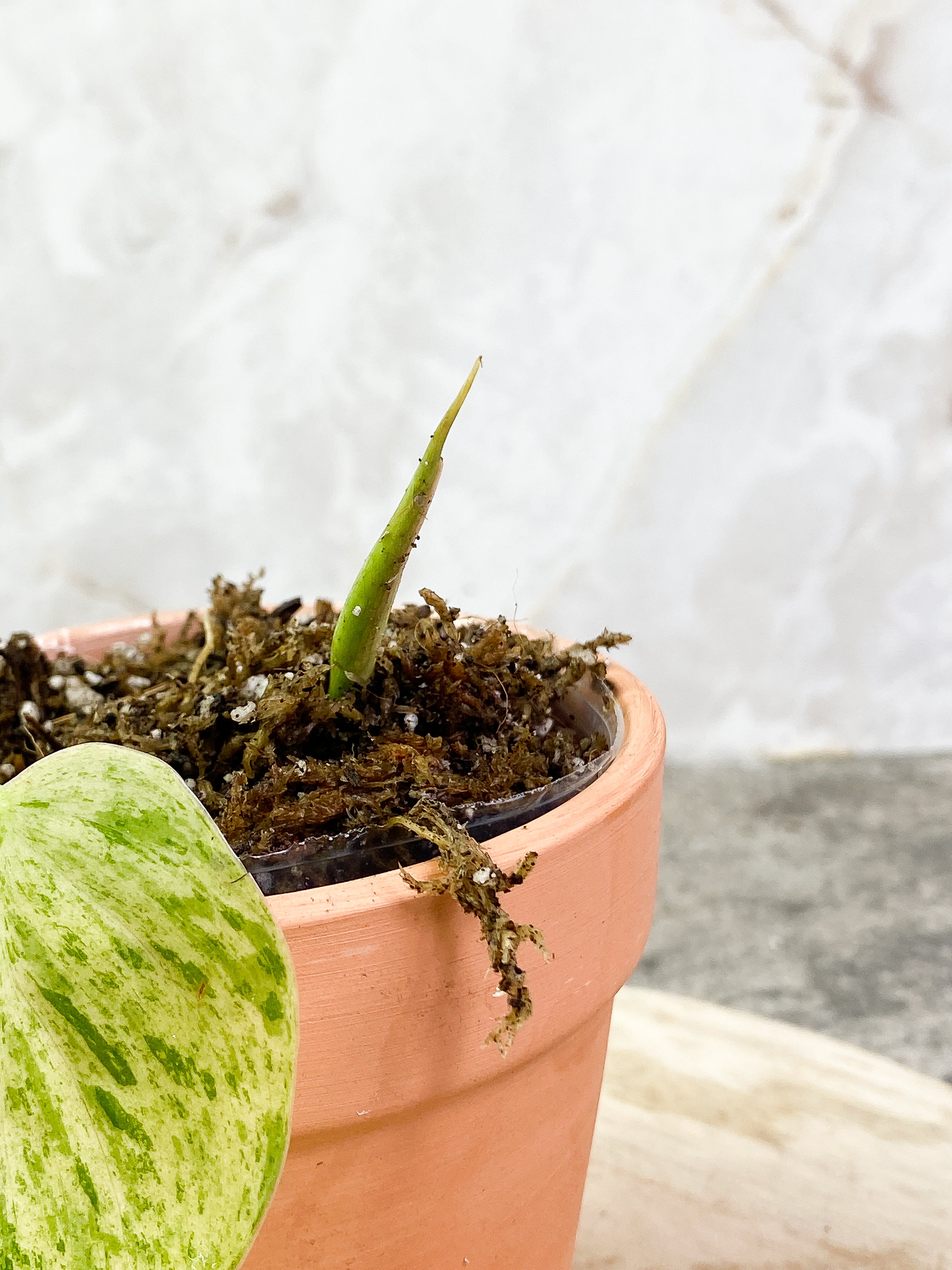 Grower Choice: Philodendron Hederaceum variegated 1 leaf 1 sprout unrooted