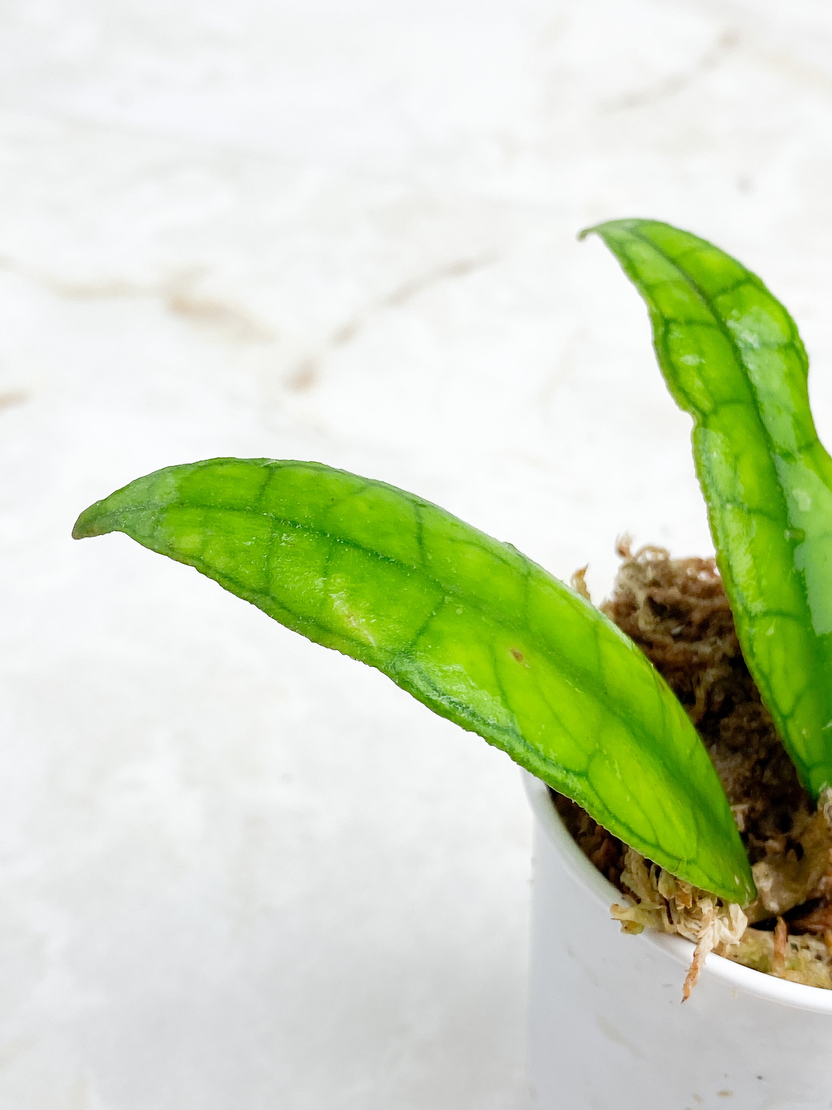 Hoya Finlaysonii Rippled Leaf Rooted